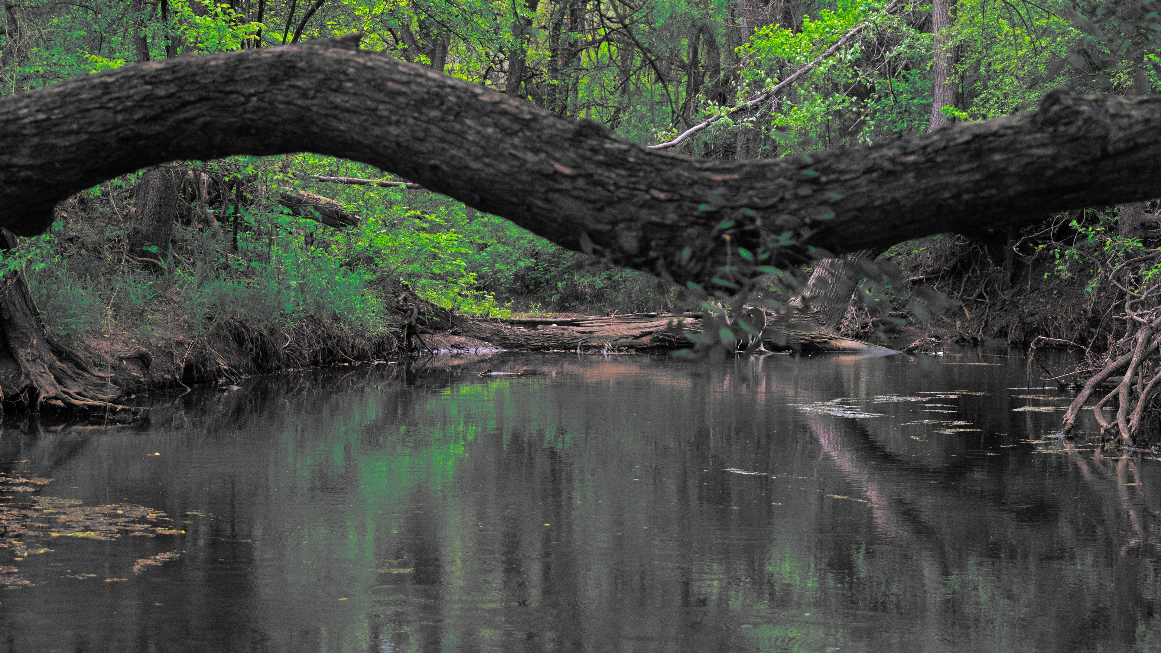 4K nature scene with a river and trees HD Wallpaper