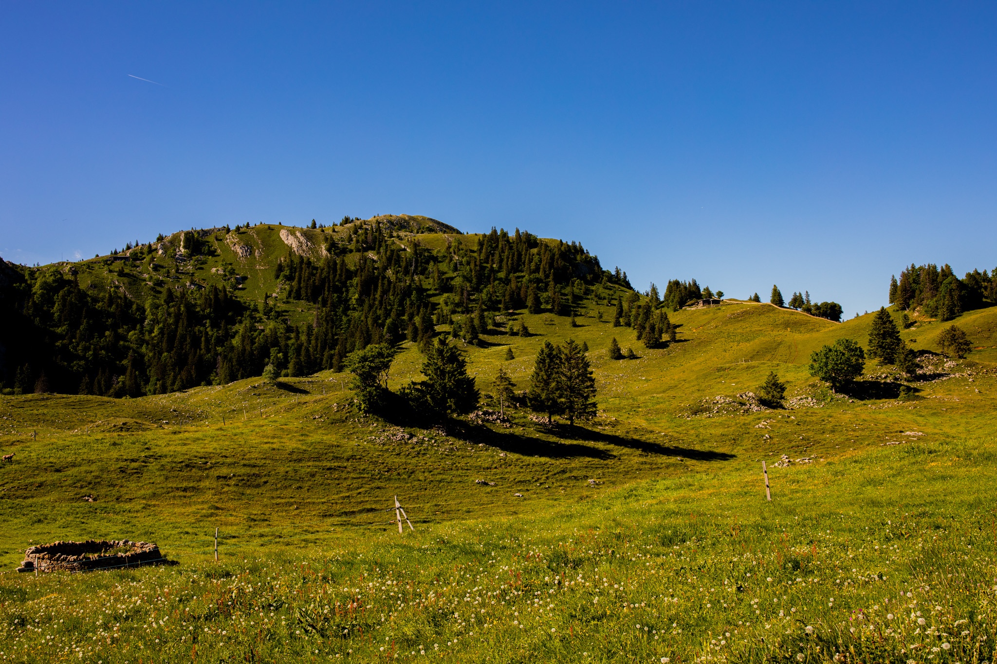 Green mountain landscape with trees and blue sky HD Wallpaper