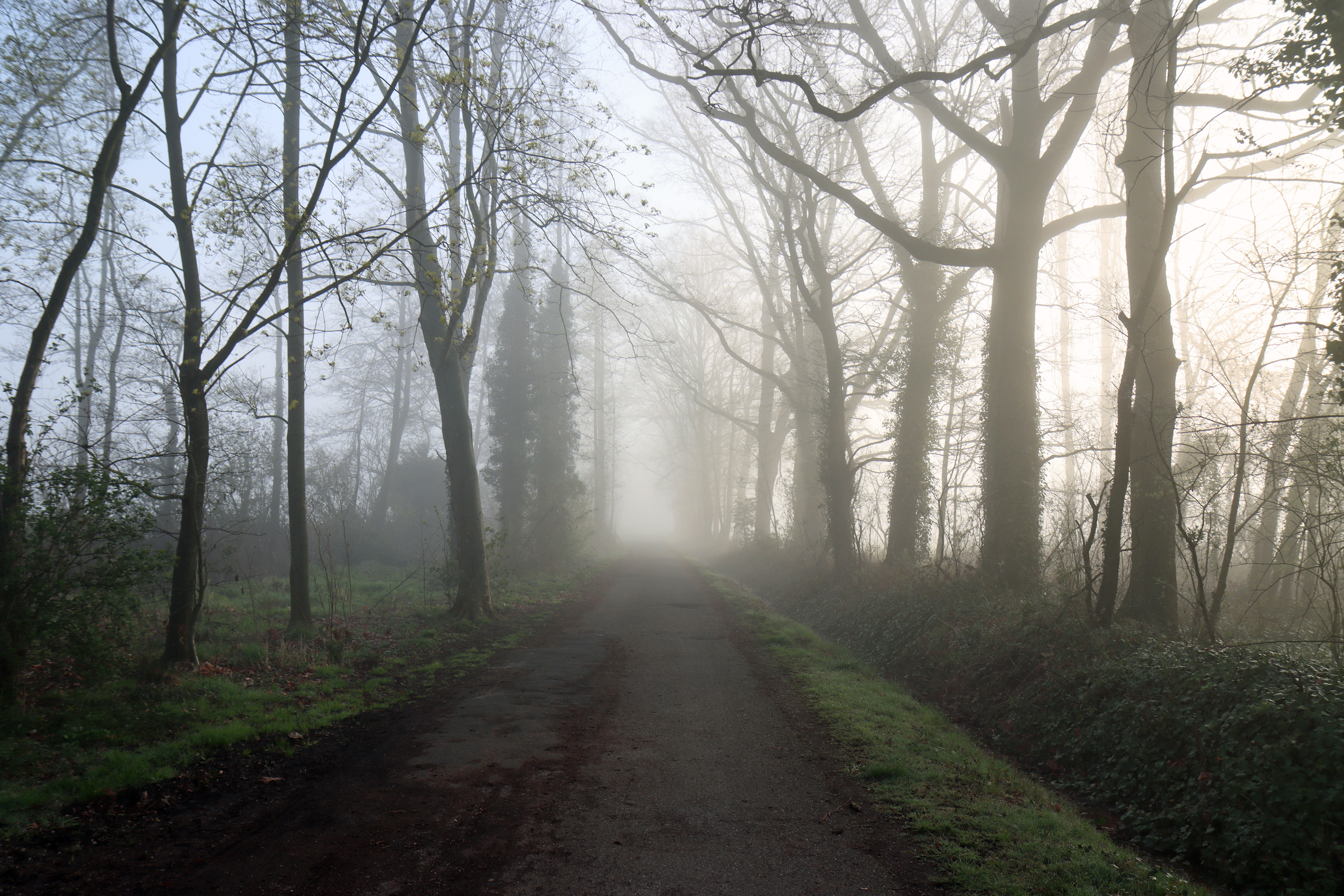 4K morning forest path with mist HD Wallpaper