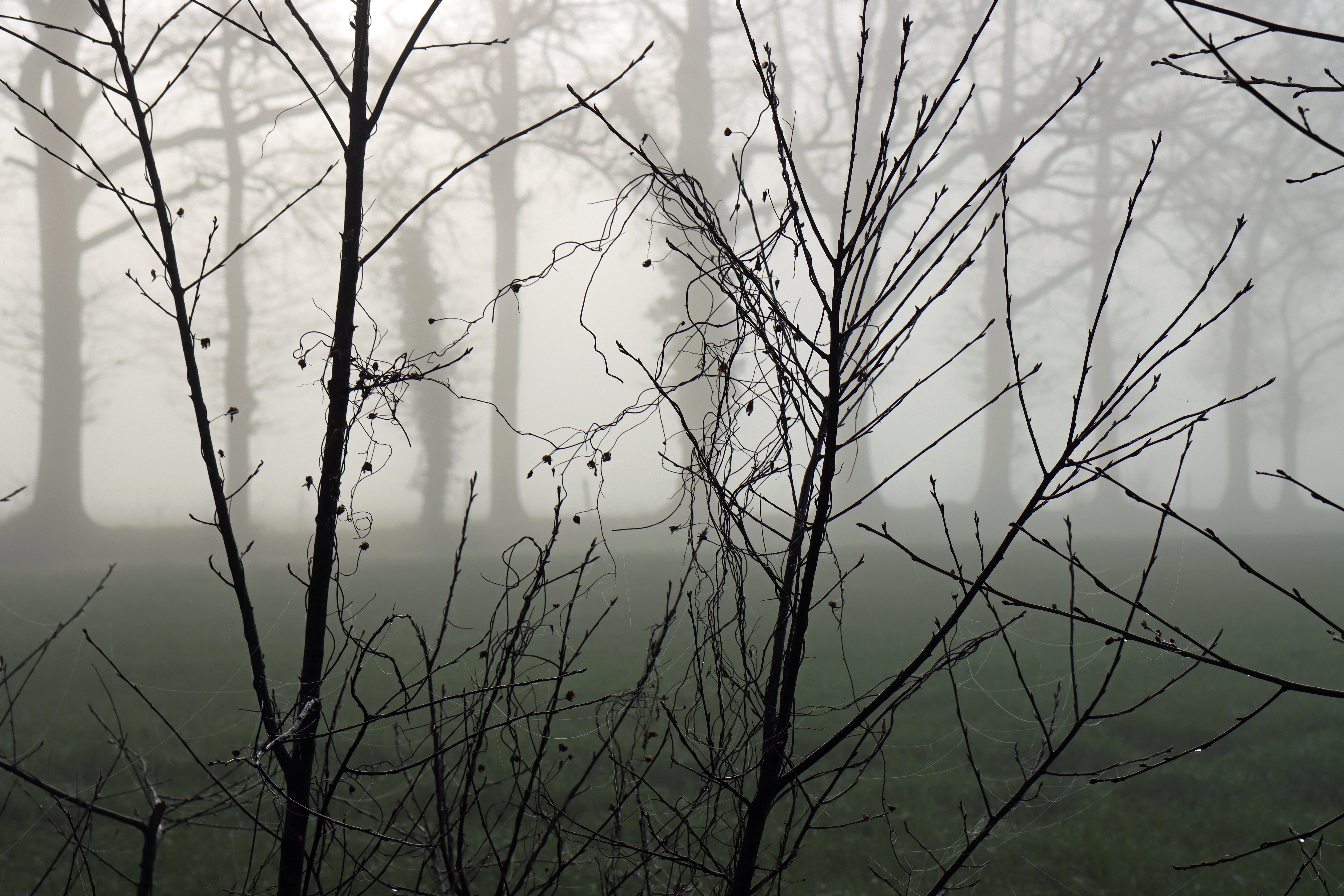 4K trees and branches in morning fog HD Wallpaper