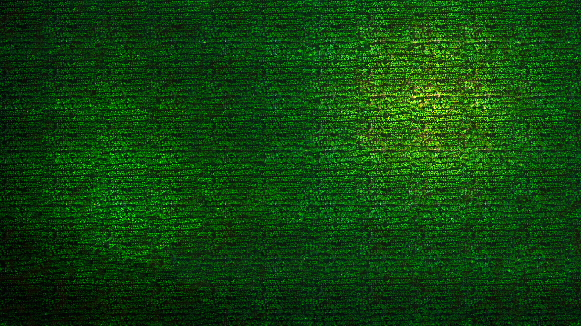Green glowing pattern of plant cells HD Wallpaper