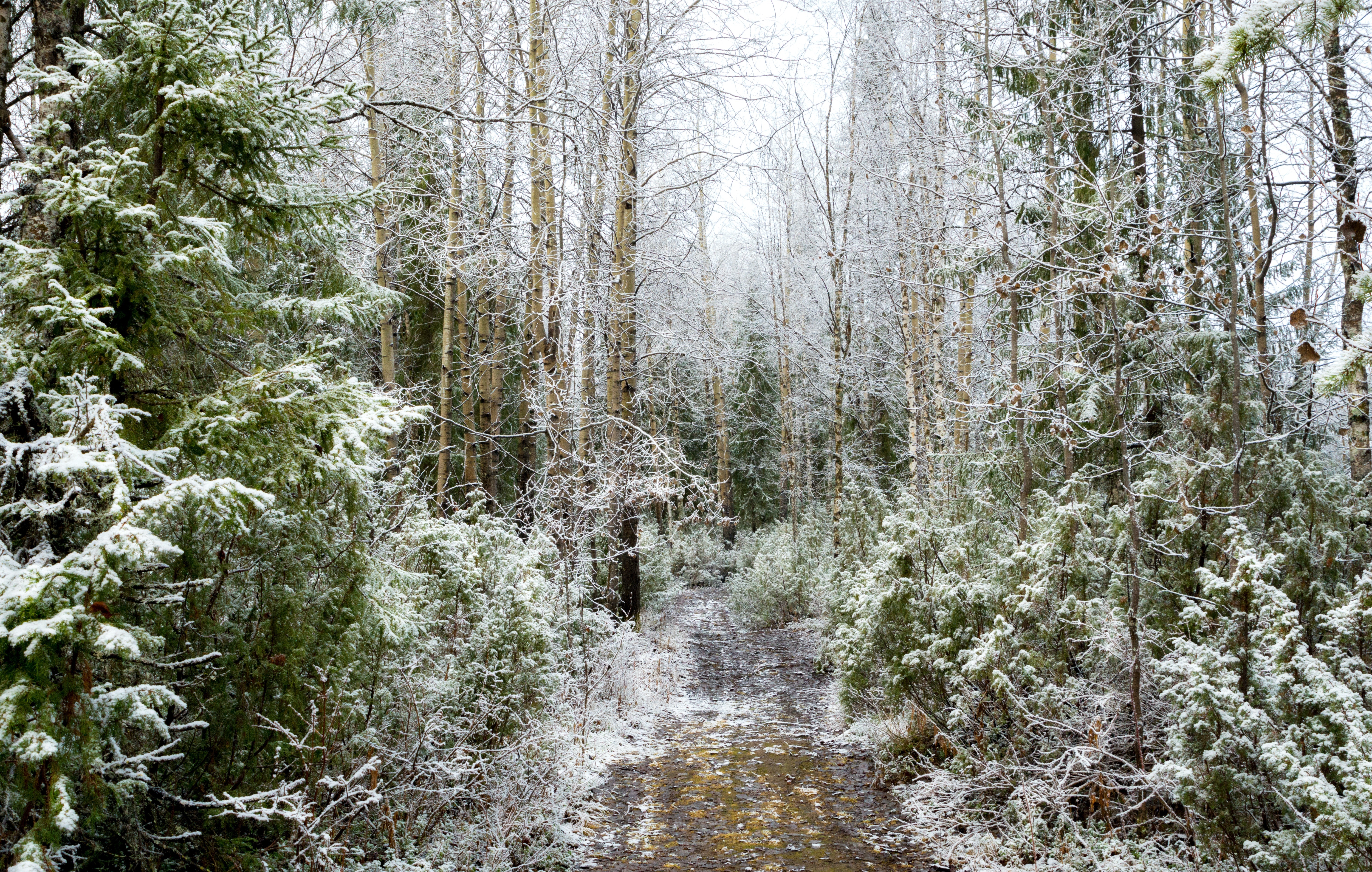 Forest path covered in snow and frost HD Wallpaper