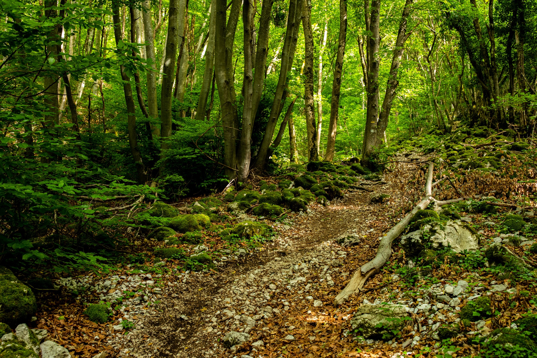 A forest path with moss-covered rocks and fallen leaves HD Wallpaper
