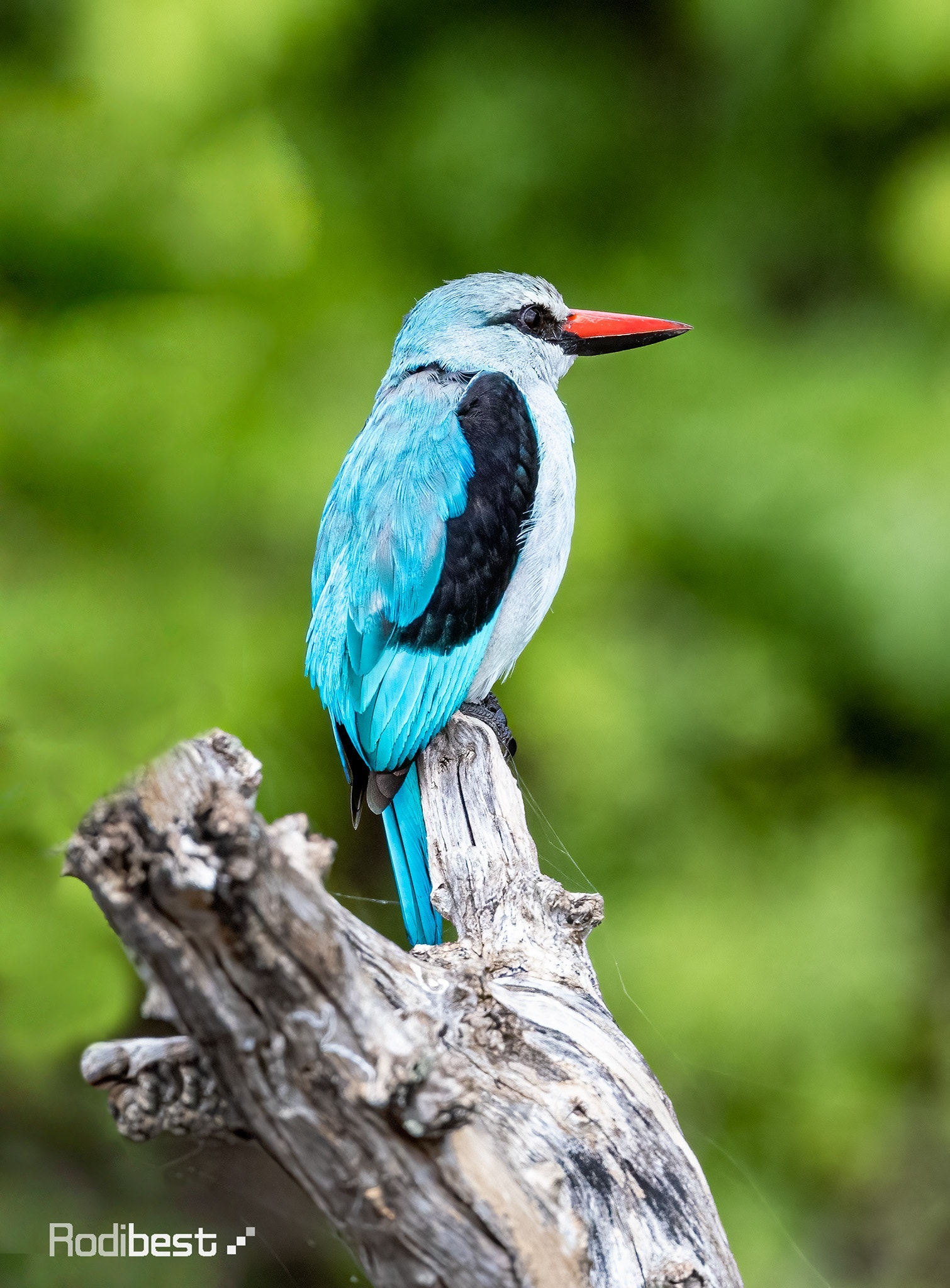 Blue Kingfisher perched on a dead branch HD Phone Wallpaper