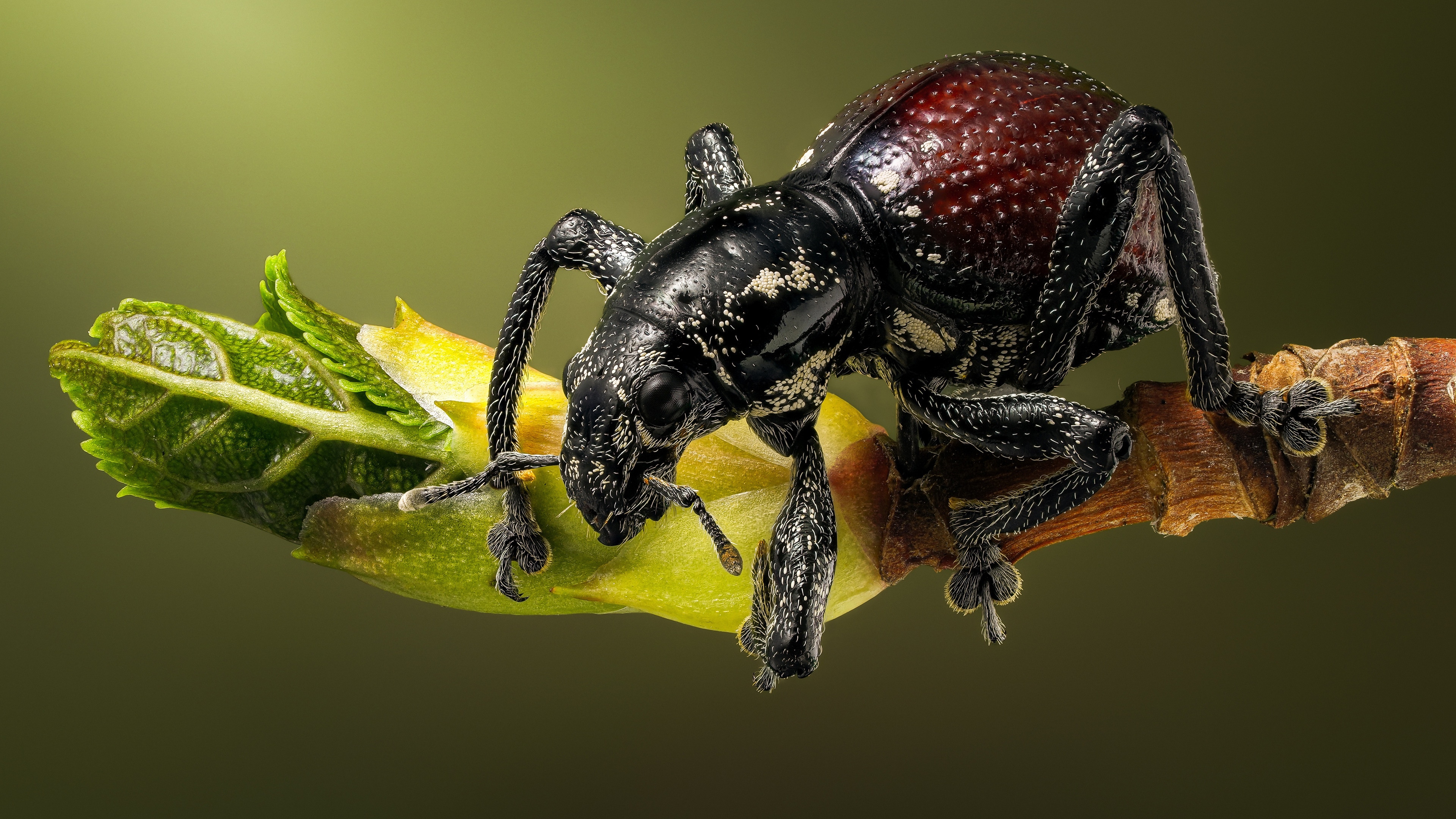 4K macro shot of a weevil on a branch HD Wallpaper