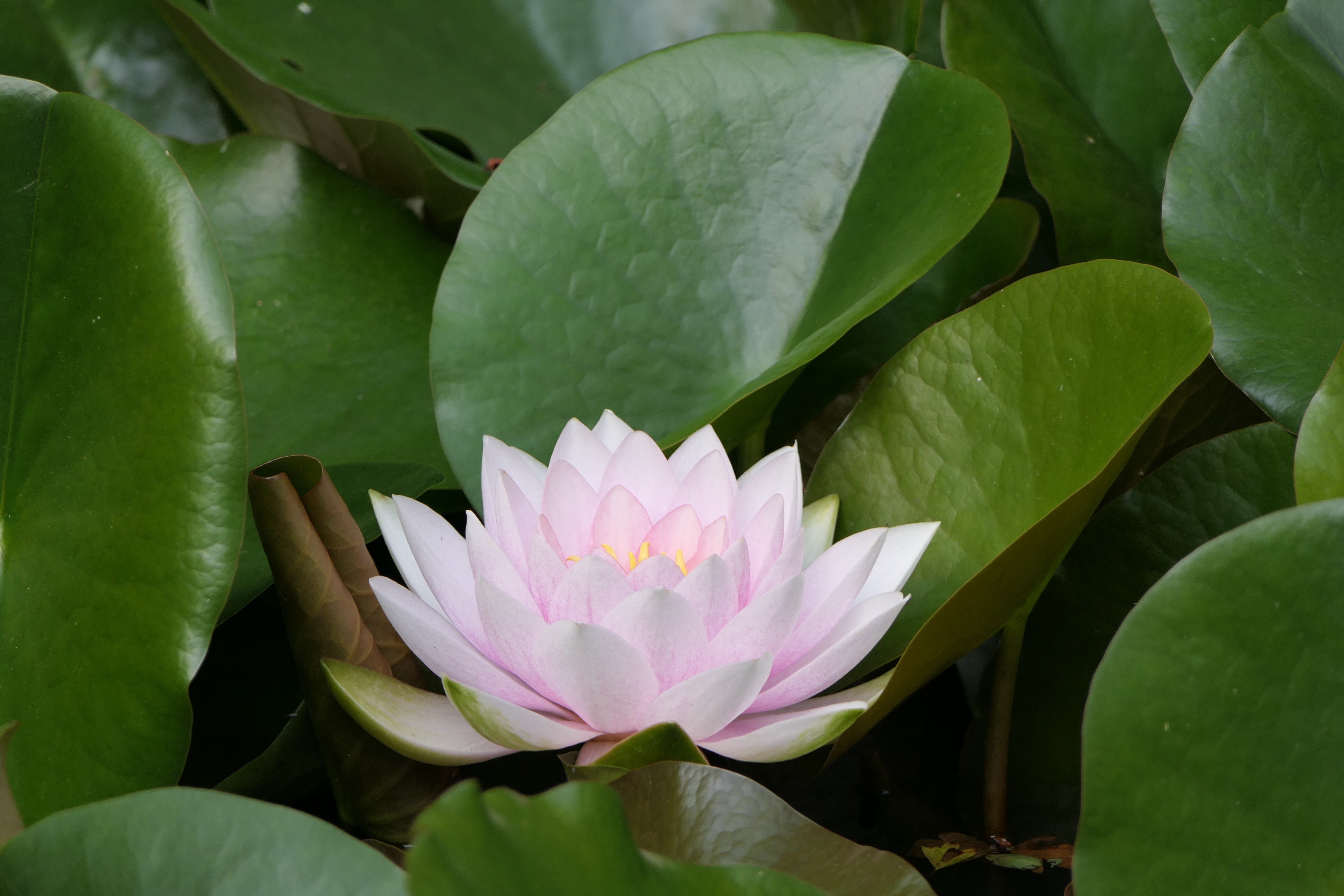 4K Pink Water Lily Among Green Leaves HD Wallpaper