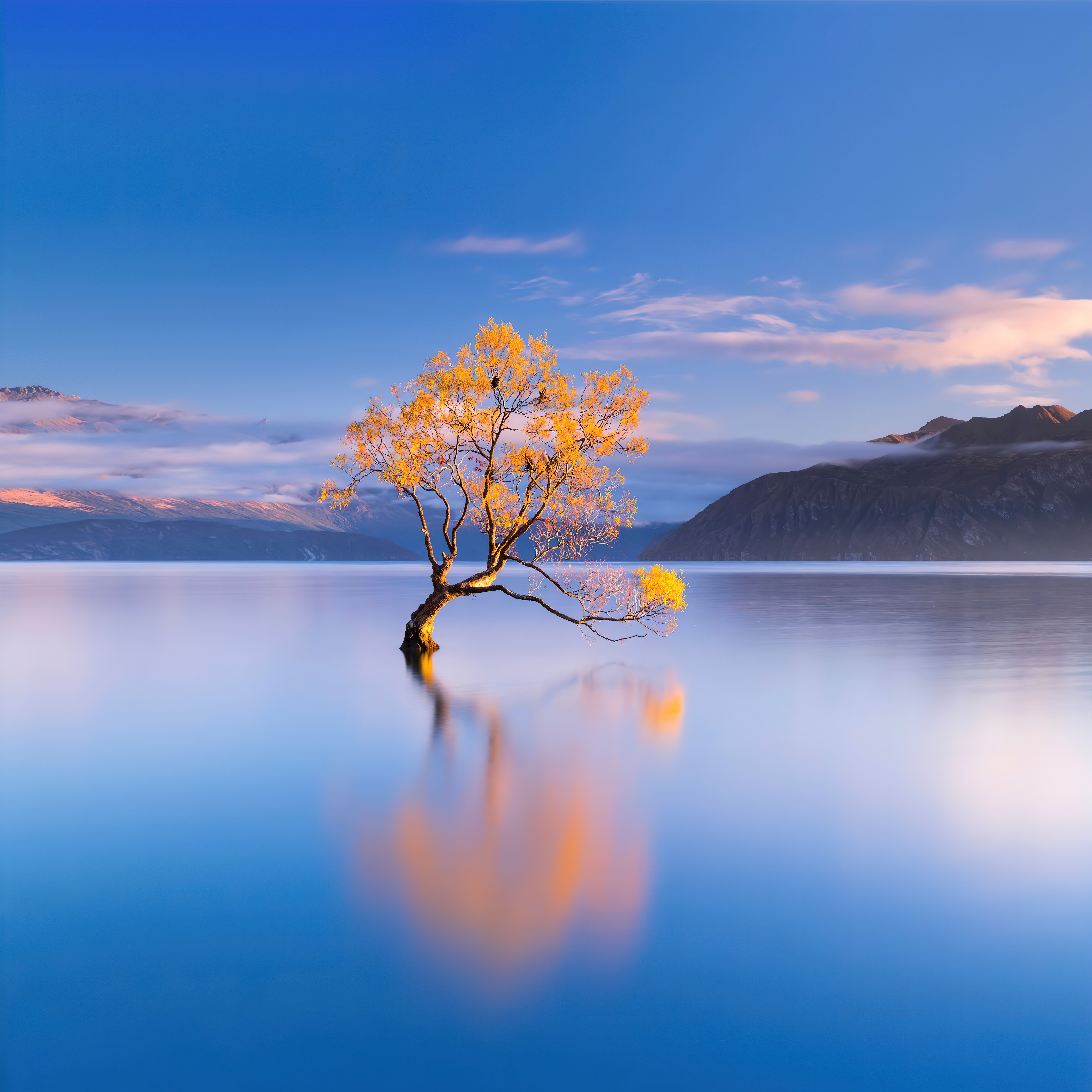 4K Lake Wanaka tree reflection in New Zealand HD Wallpaper