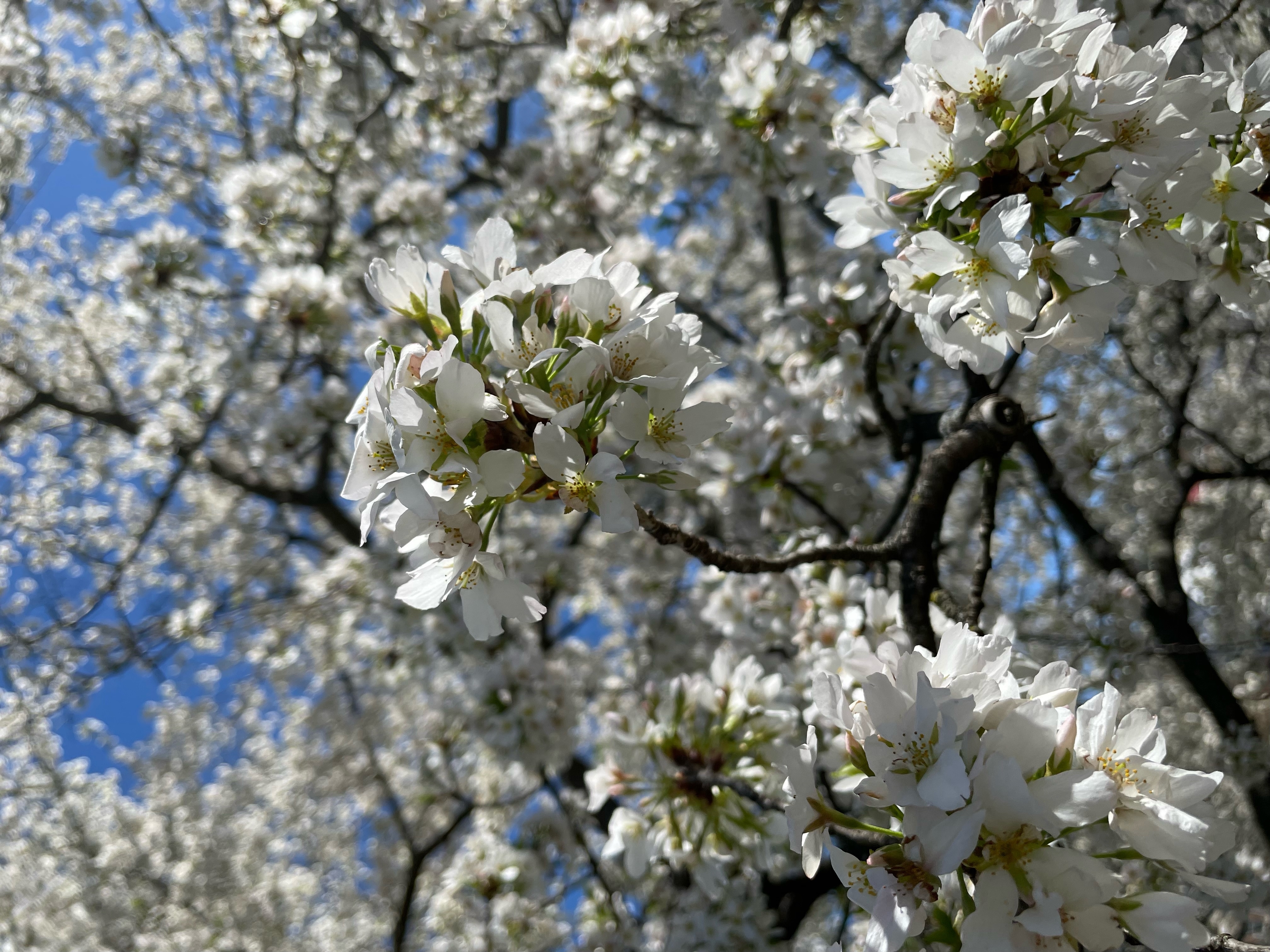 4K white cherry blossoms against blue sky HD Wallpaper