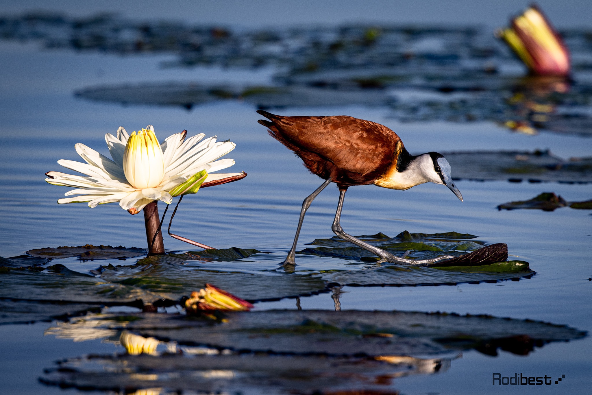 African Jacana bird on water lilies HD Wallpaper