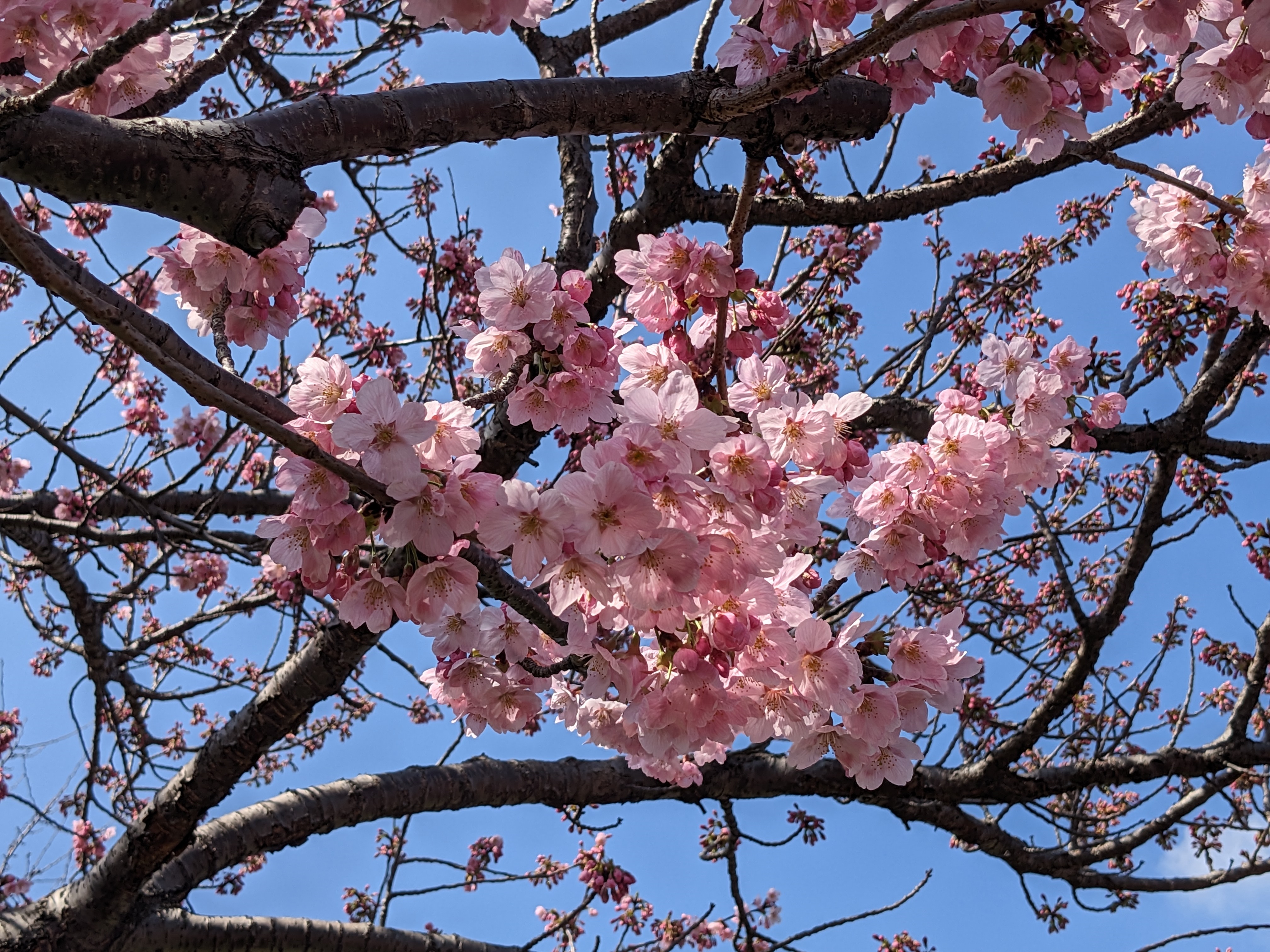 4K Cherry Blossoms on a Branch HD Wallpaper