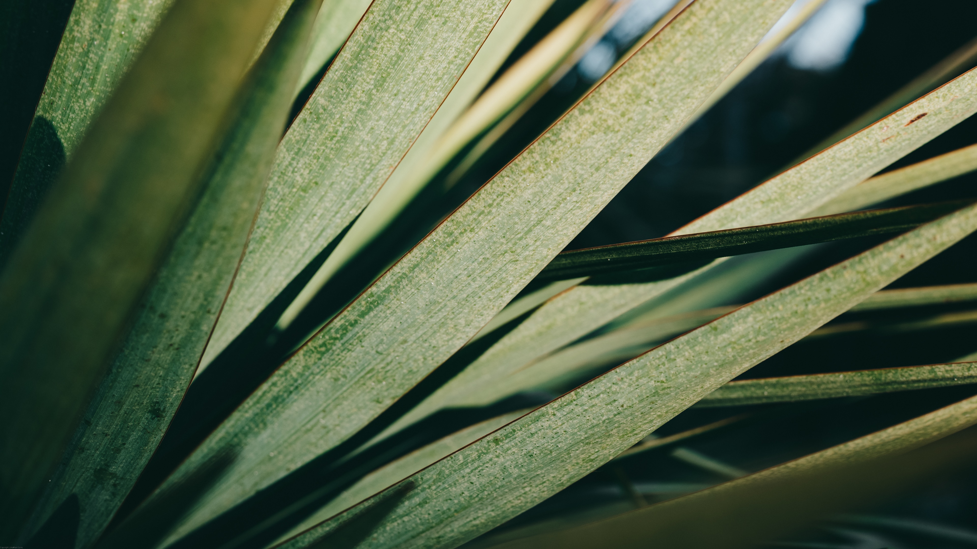 Close-up of green plant leaves with lines HD Wallpaper