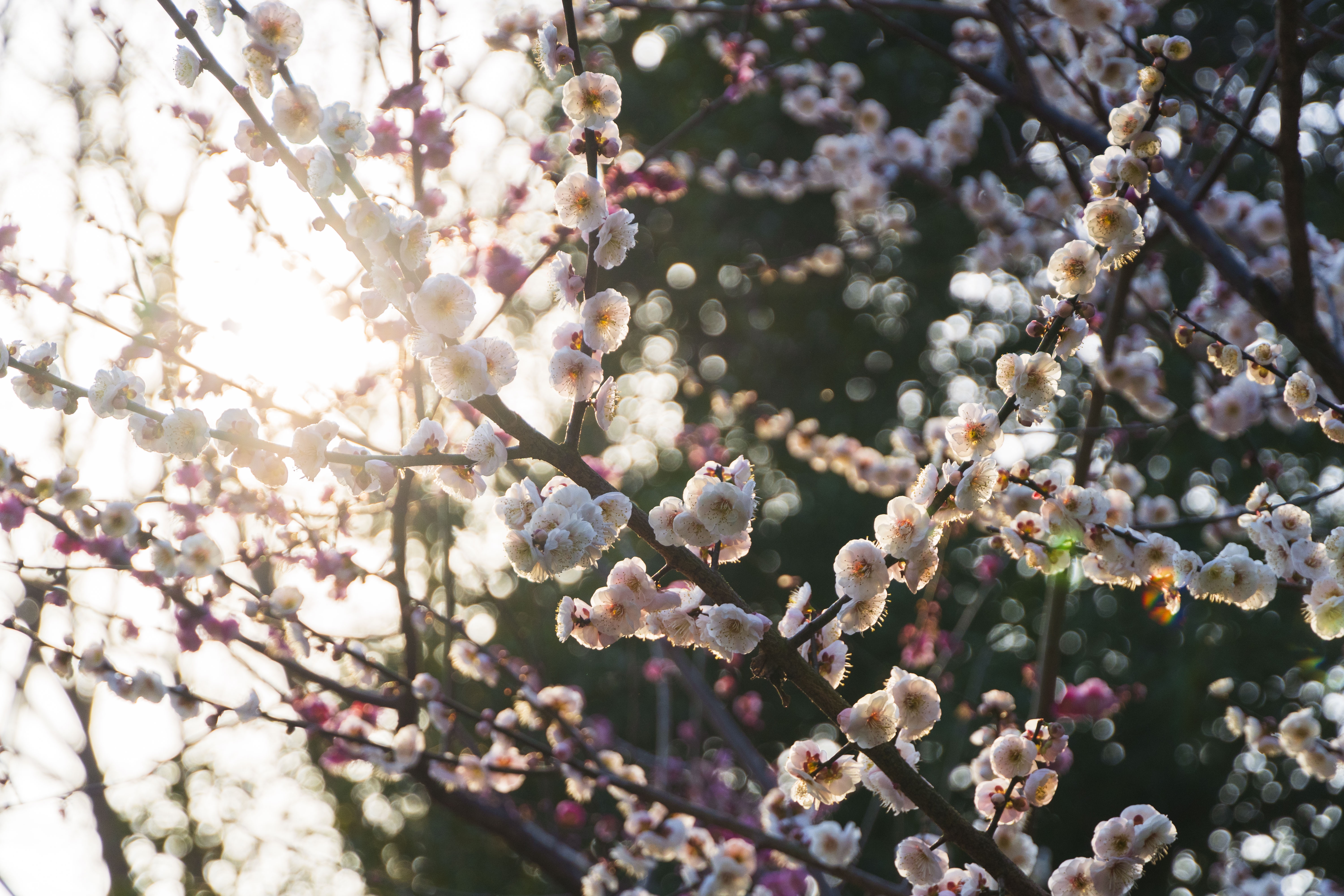 4K peach blossom branch in sunlight HD Wallpaper