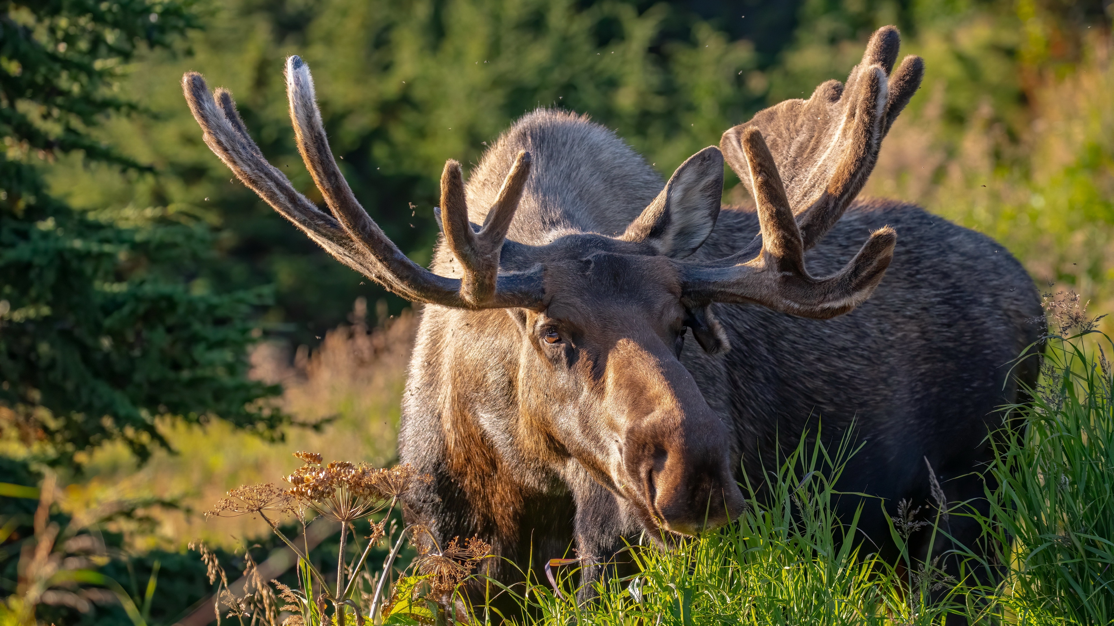 4K Moose with Large Antlers in Nature HD Wallpaper