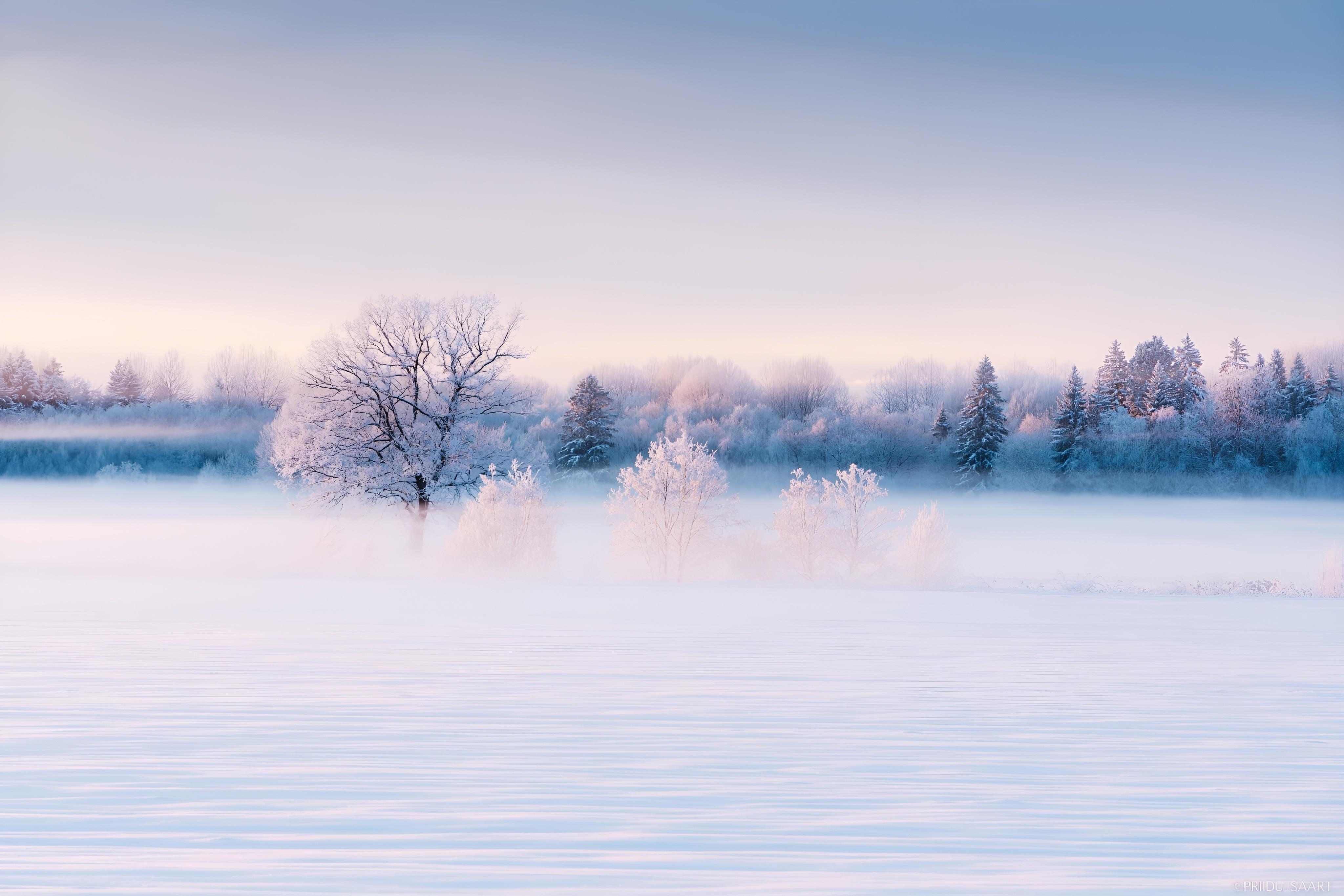 4K winter landscape with frosted trees and mist in Estonia HD Wallpaper