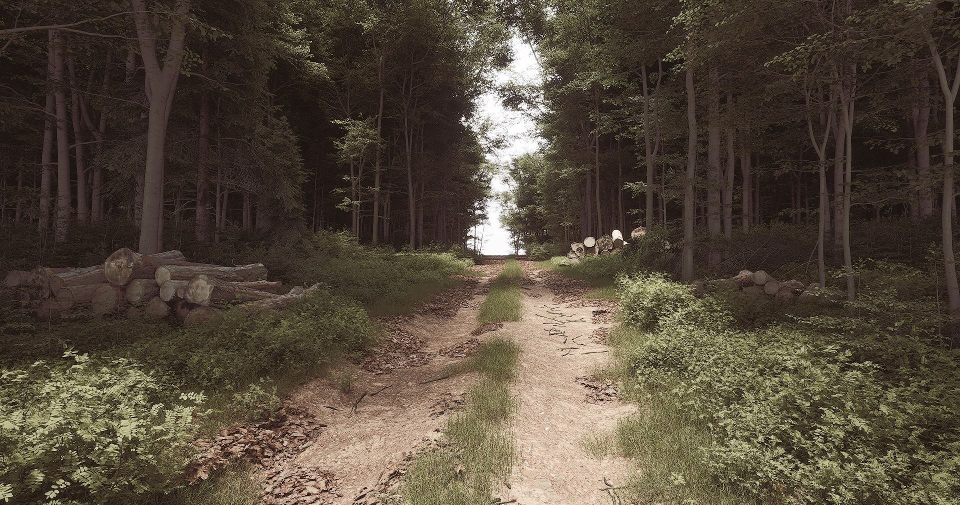 Dirt path through a dense forest with logs HD Wallpaper