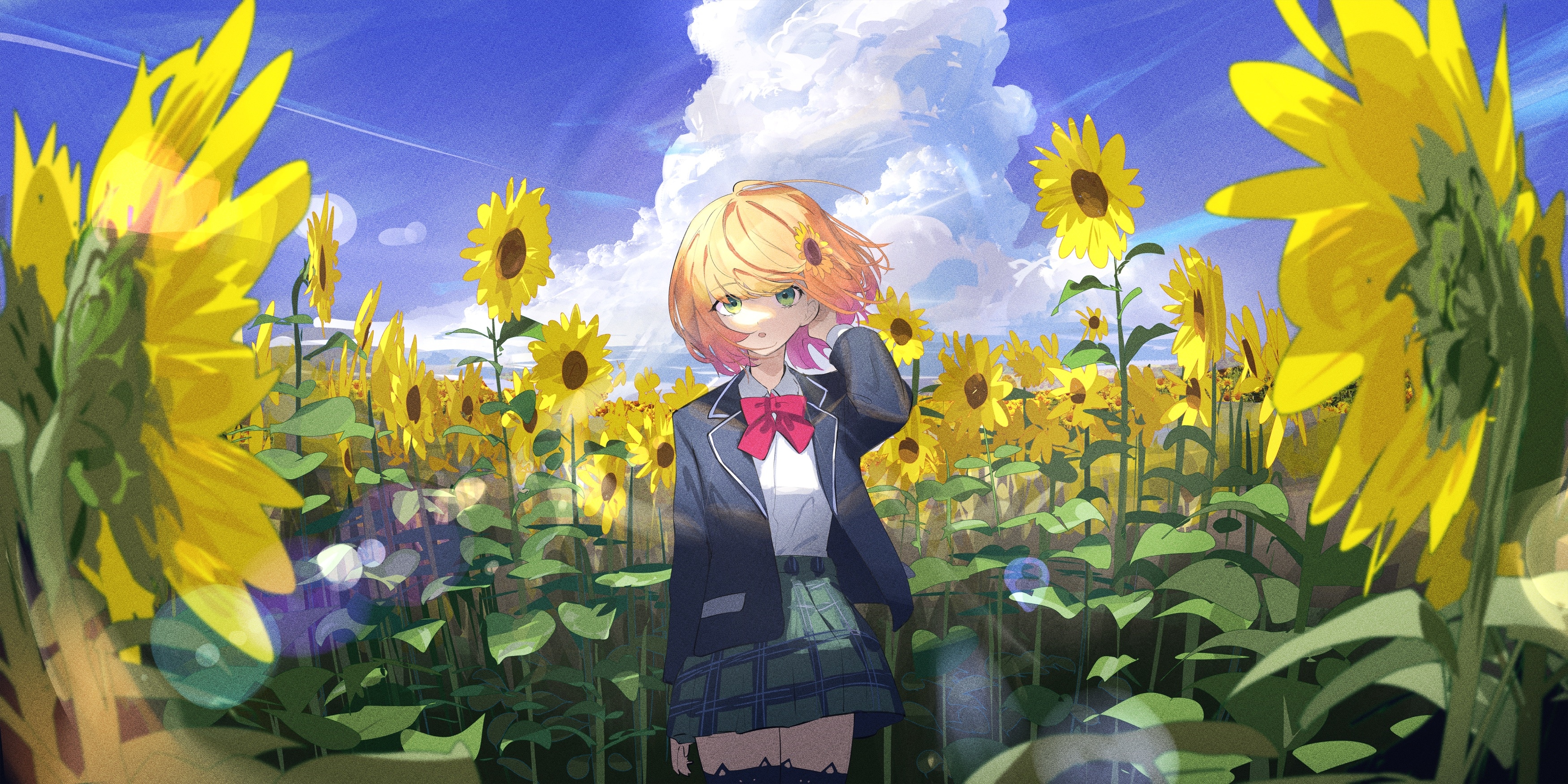 Honma Himawari in a Sunflower Field HD Wallpaper