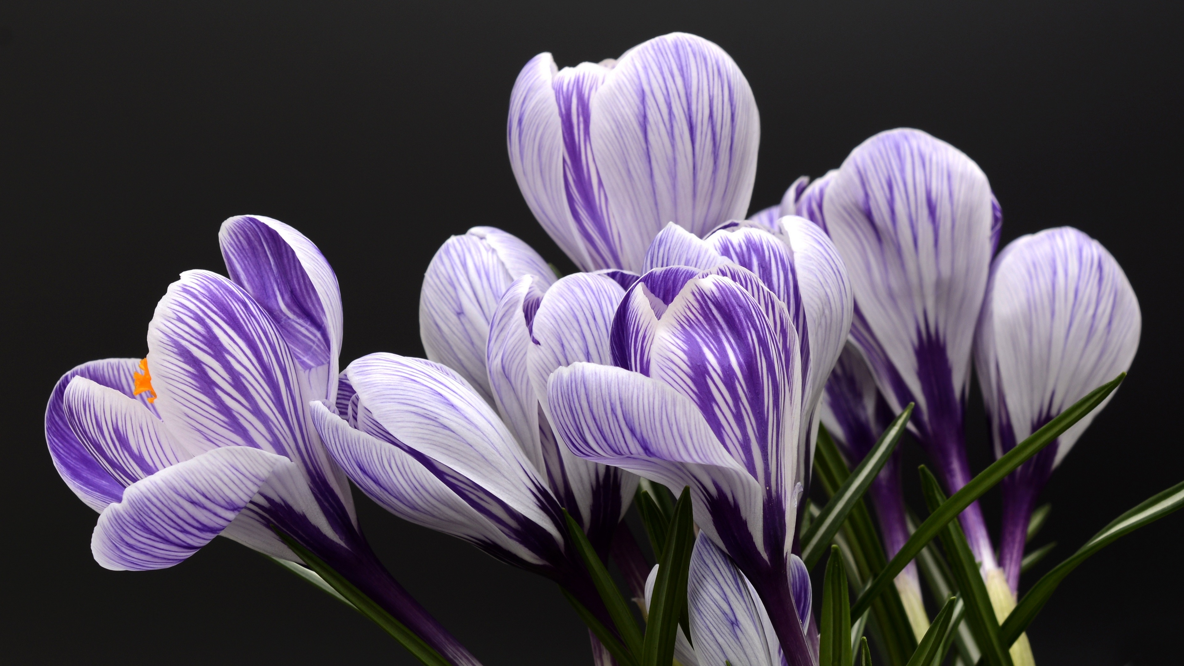 4K Crocus flowers with purple and white stripes on black background HD Wallpaper