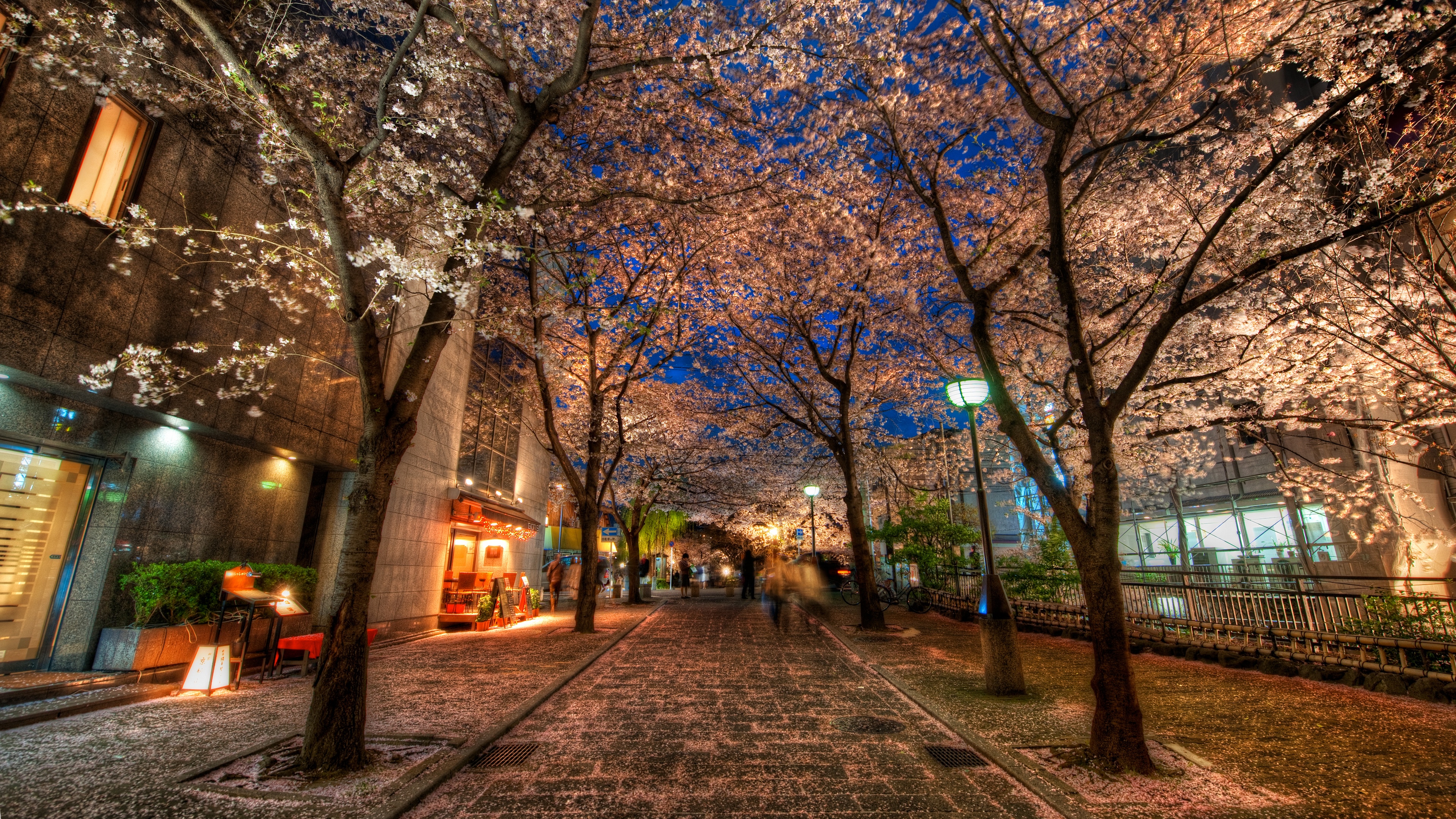 4K street with cherry blossoms in Japan at night HD Wallpaper