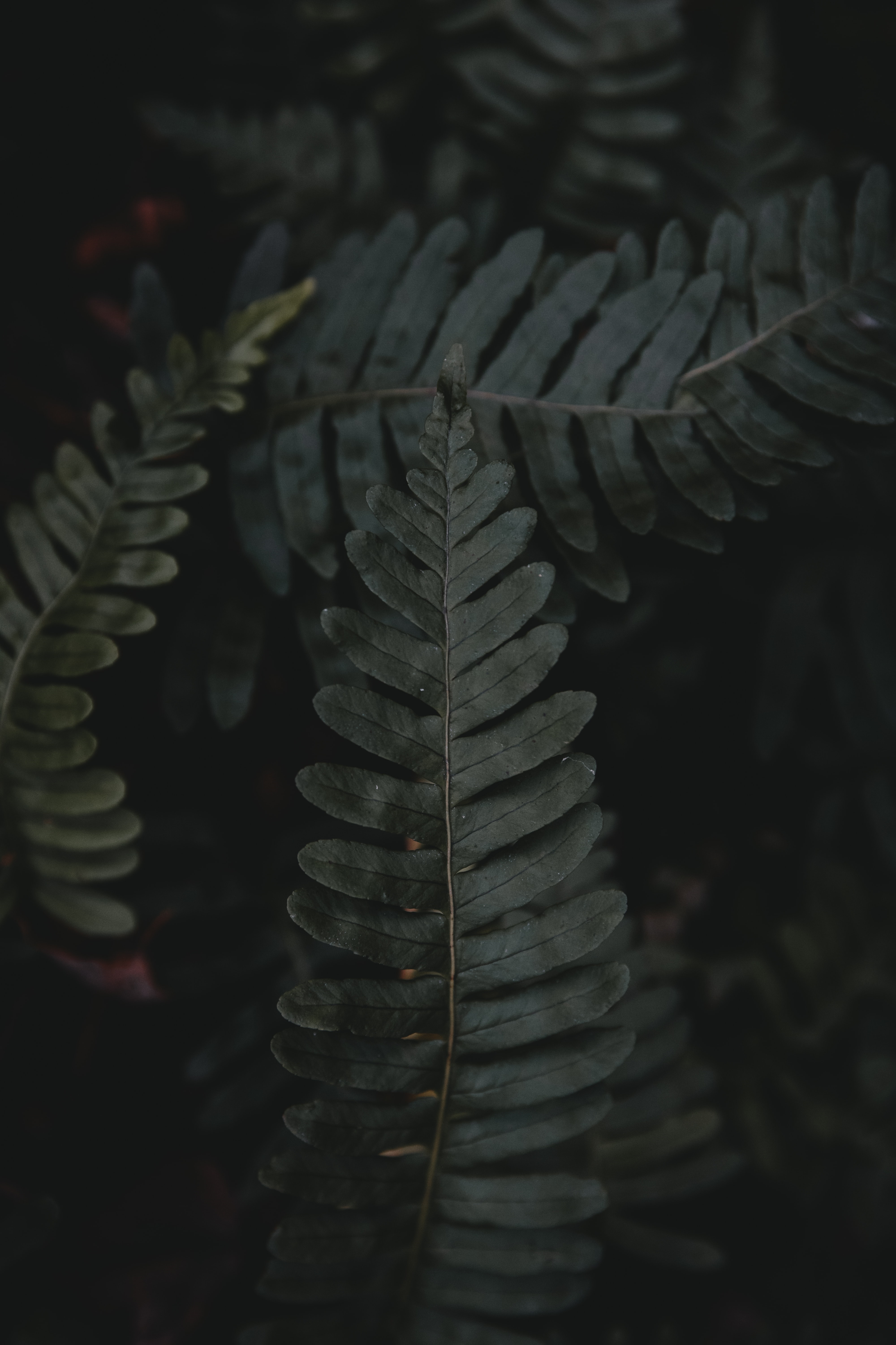 Dark background with fern leaves HD Phone Wallpaper