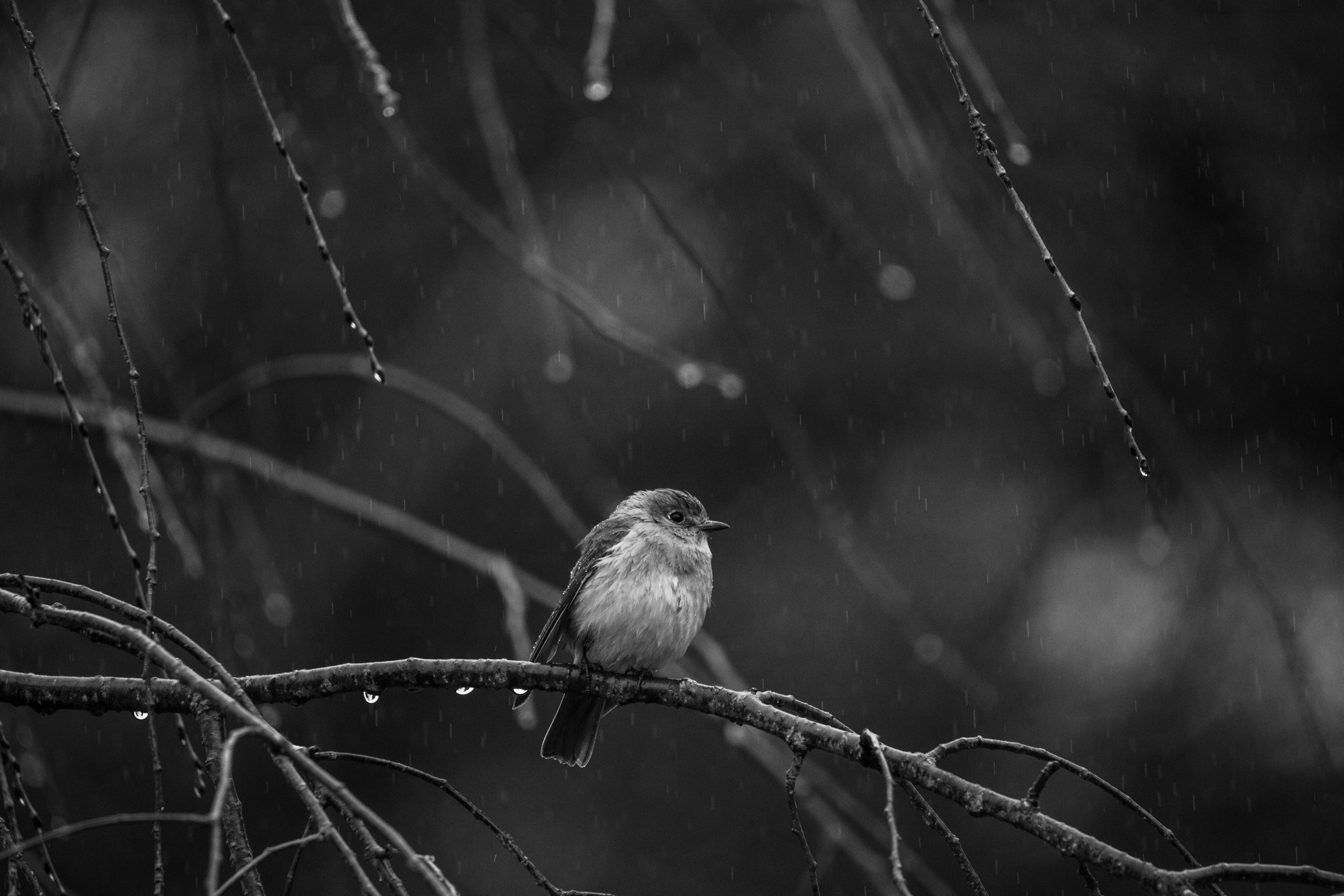 Bird on a branch in the rain, monochrome HD Wallpaper