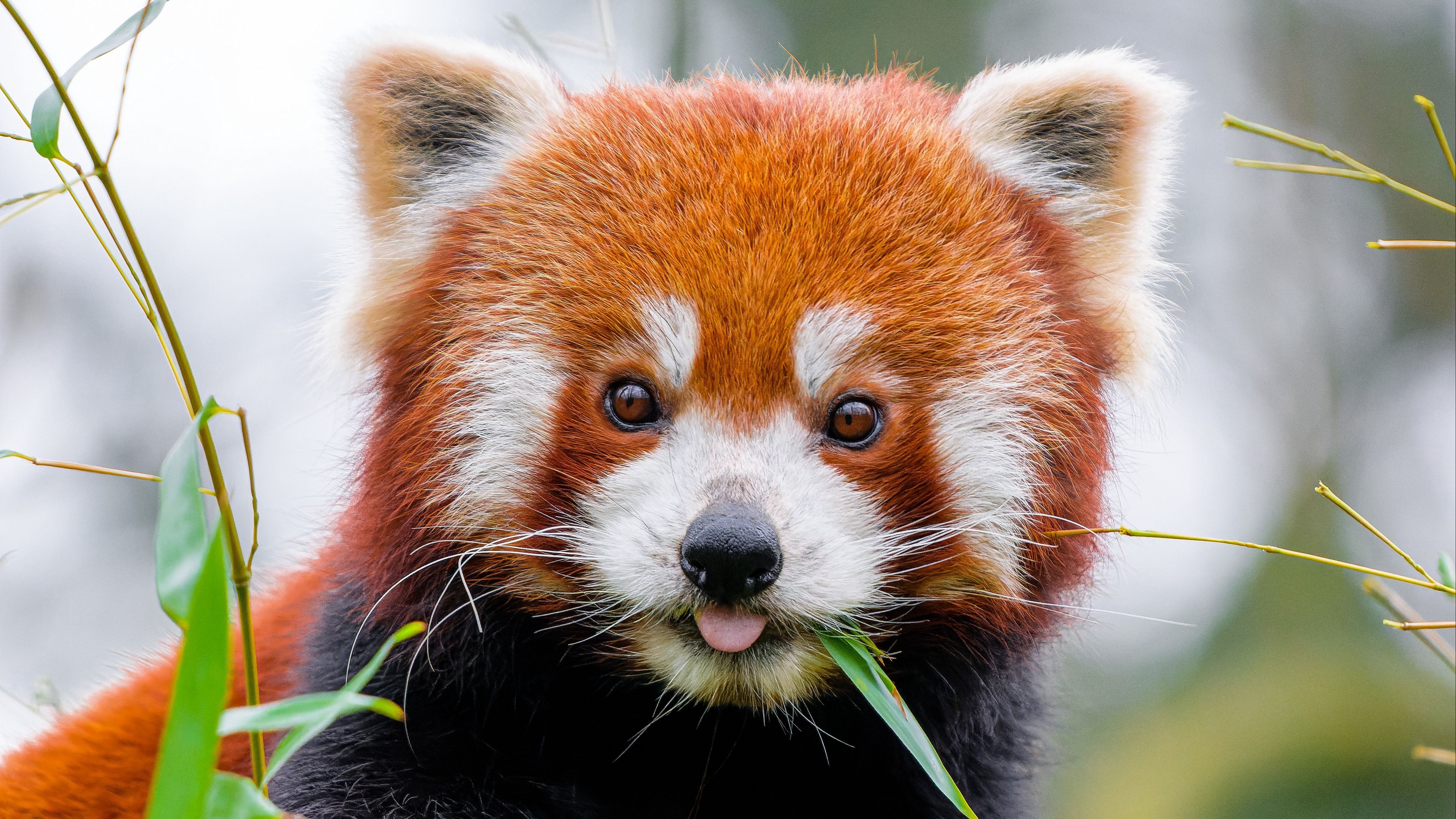 4K Red Panda Eating Bamboo HD Wallpaper
