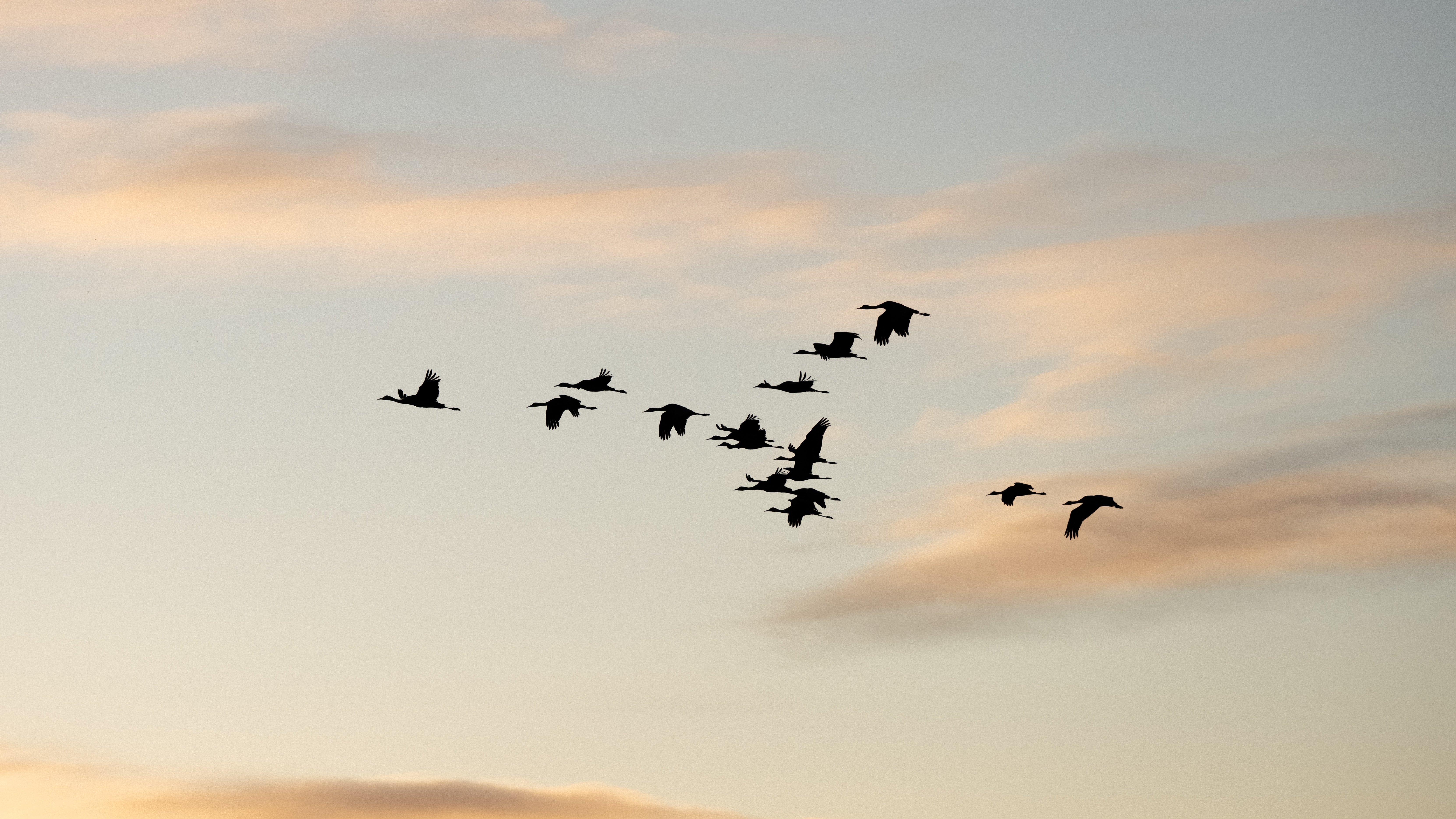 4K flock of birds flying at sunset HD Wallpaper