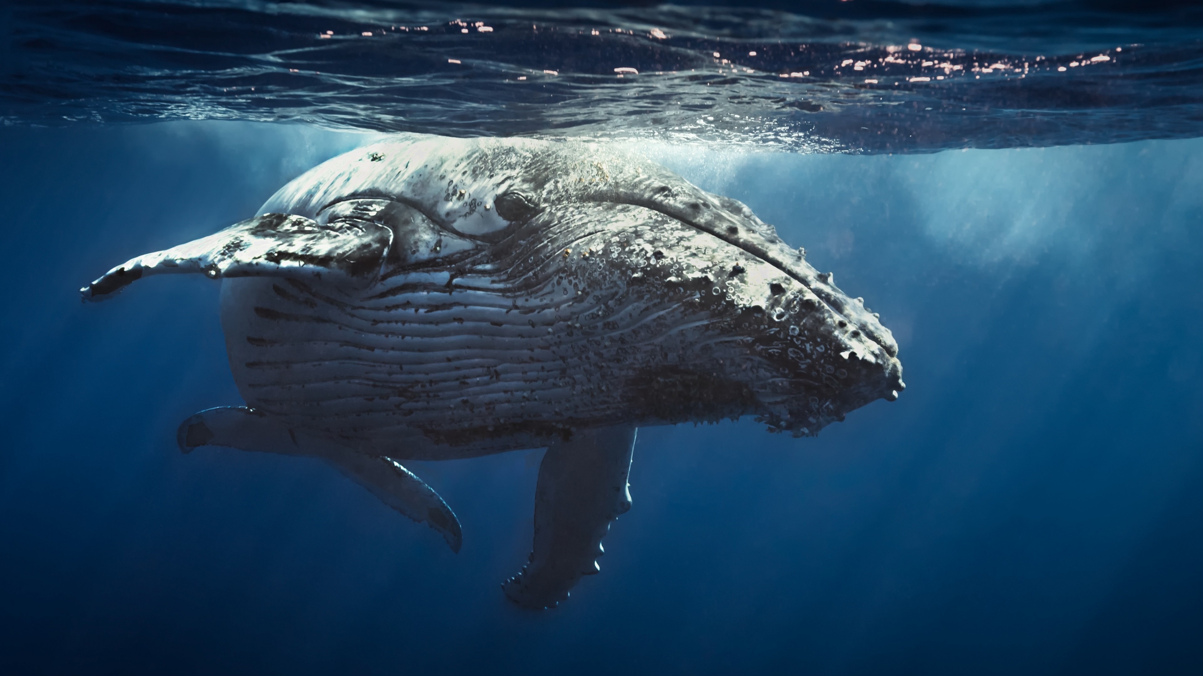 4K underwater view of a humpback whale HD Wallpaper