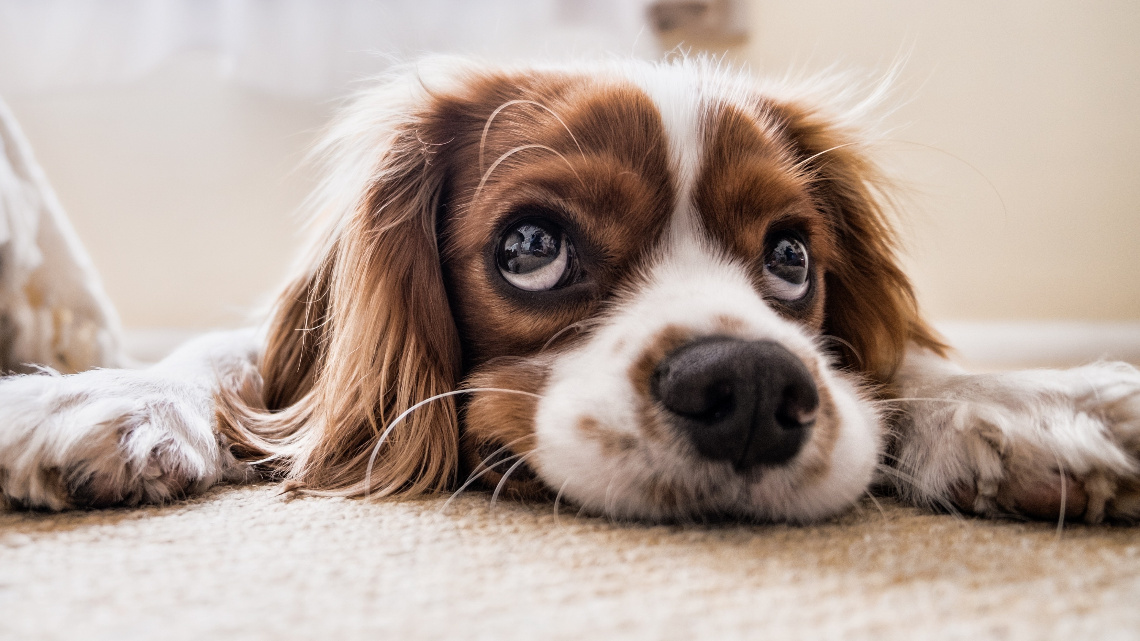 4K dog lying on carpet HD Wallpaper