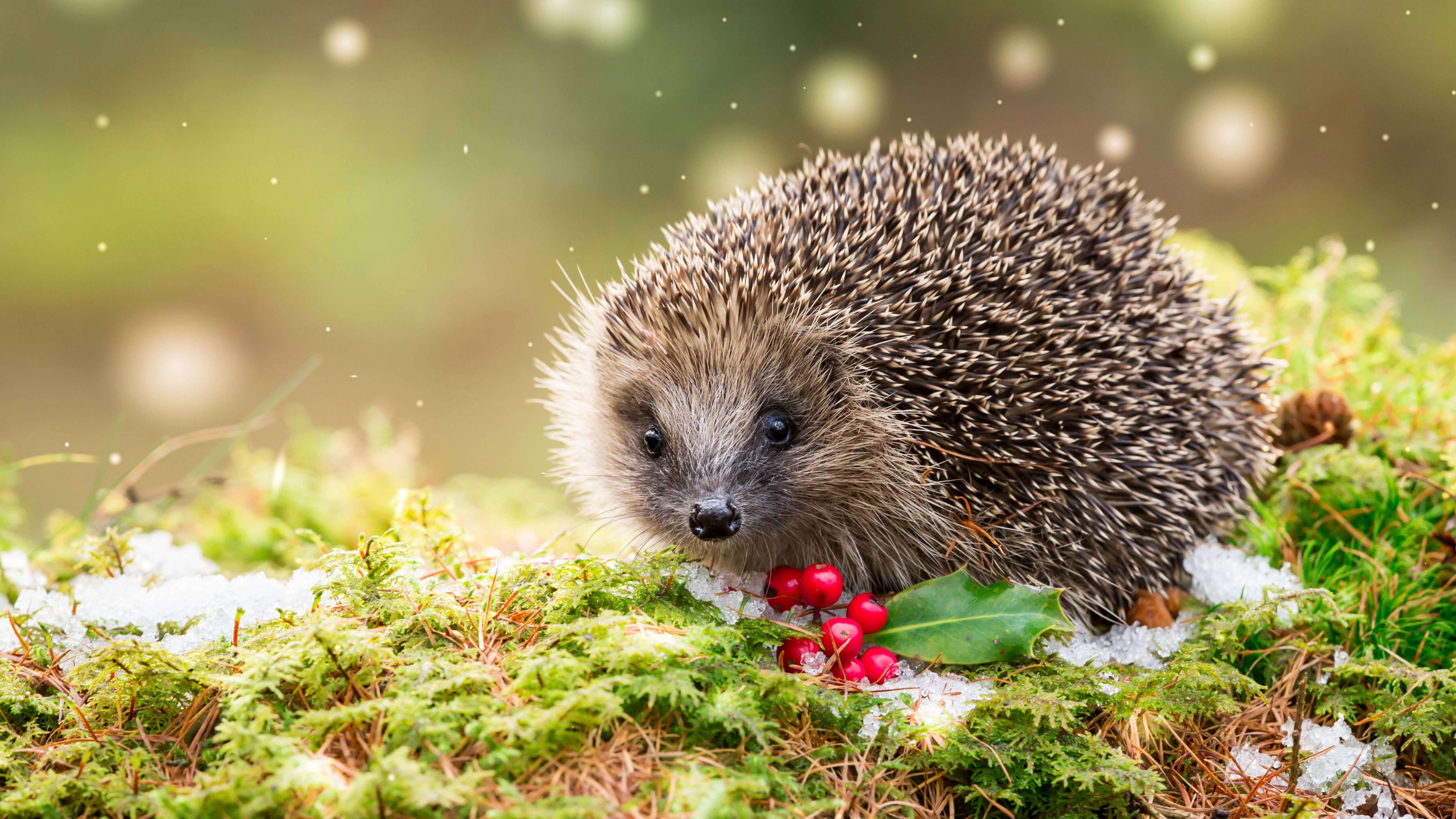 4K Hedgehog with Holly Berries in Snow HD Wallpaper