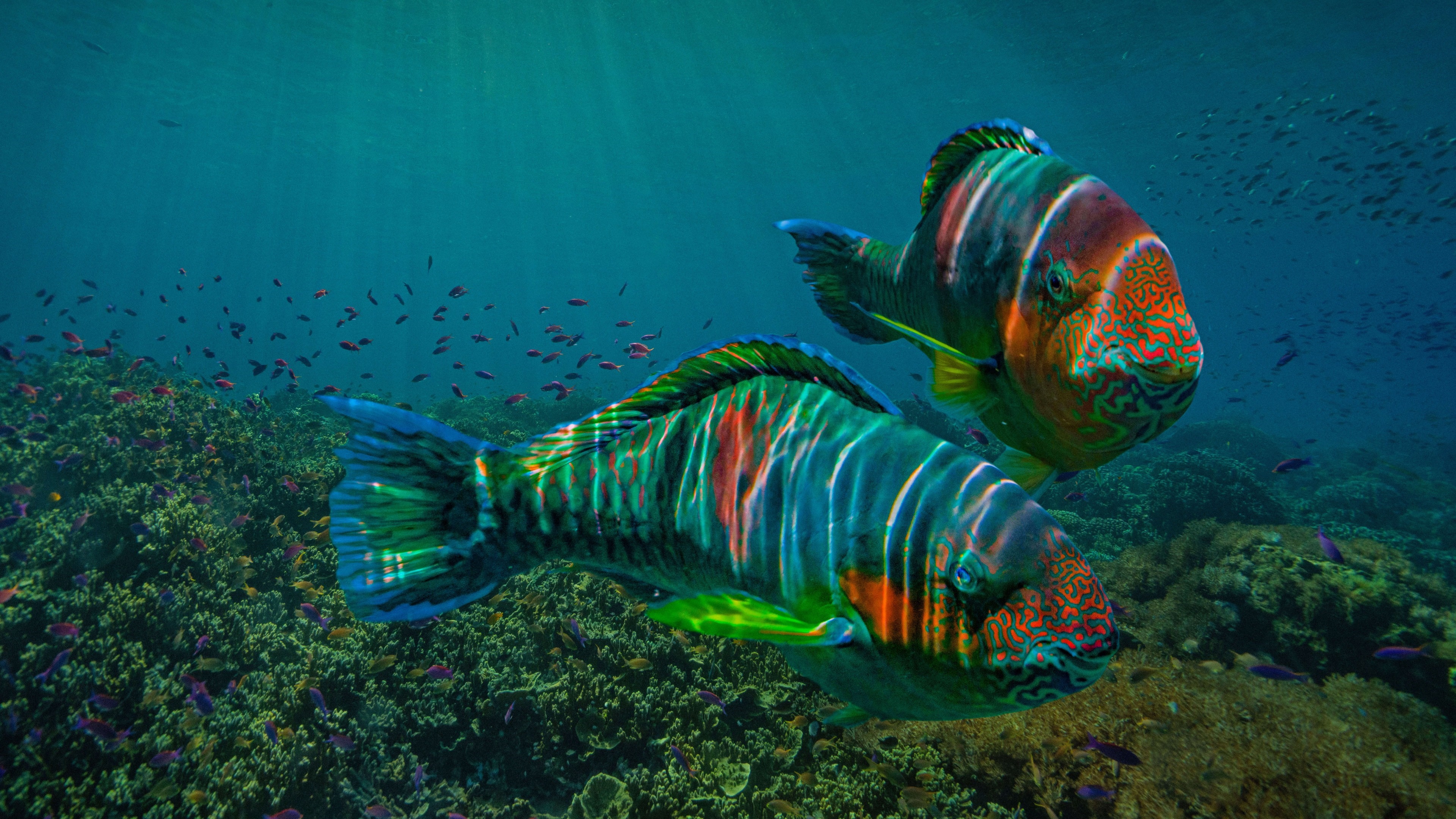 4K underwater scene with colorful parrotfish and coral reef HD Wallpaper