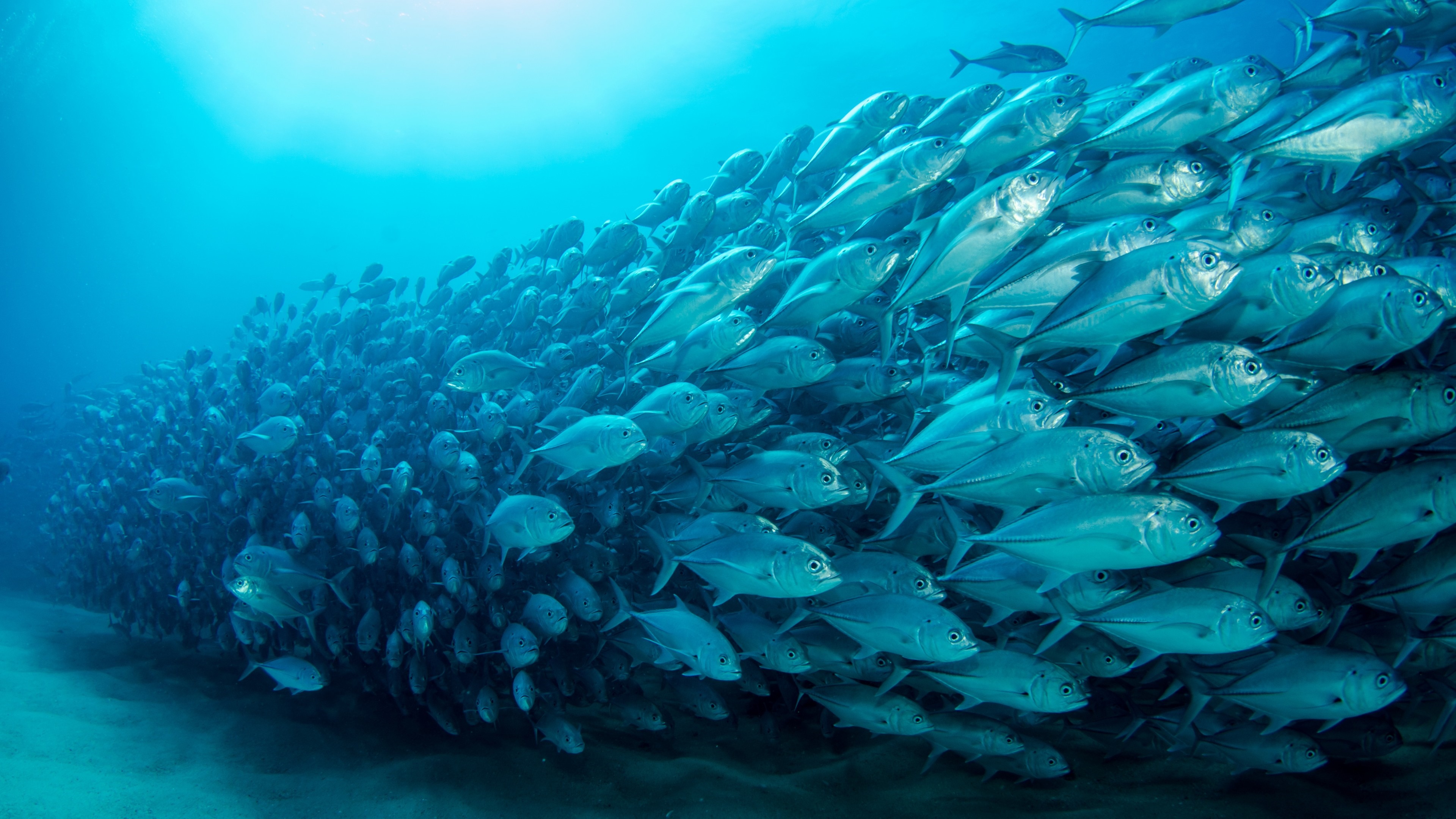4K school of fish underwater HD Wallpaper