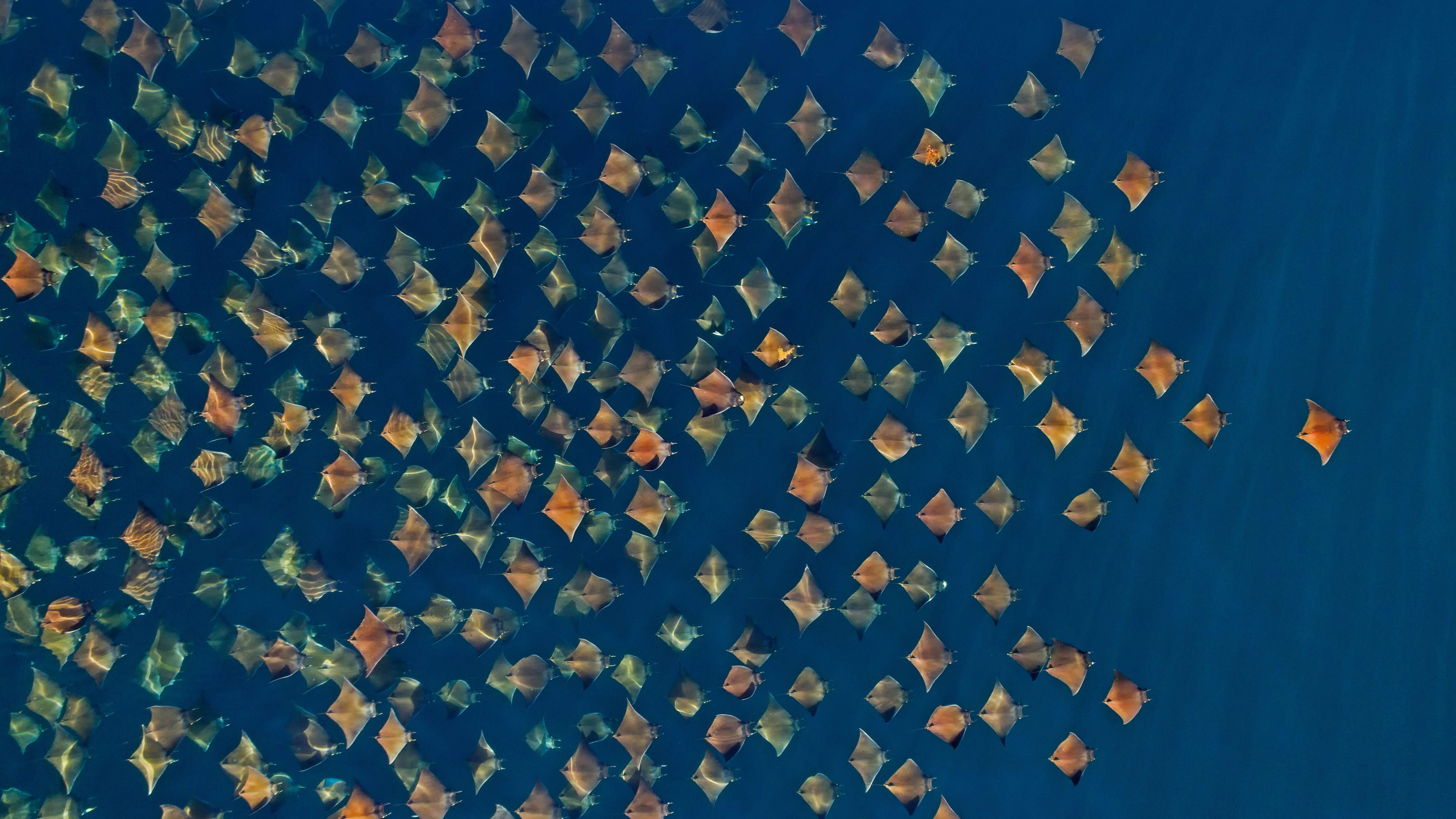 4K School of Devil Rays Swimming HD Wallpaper