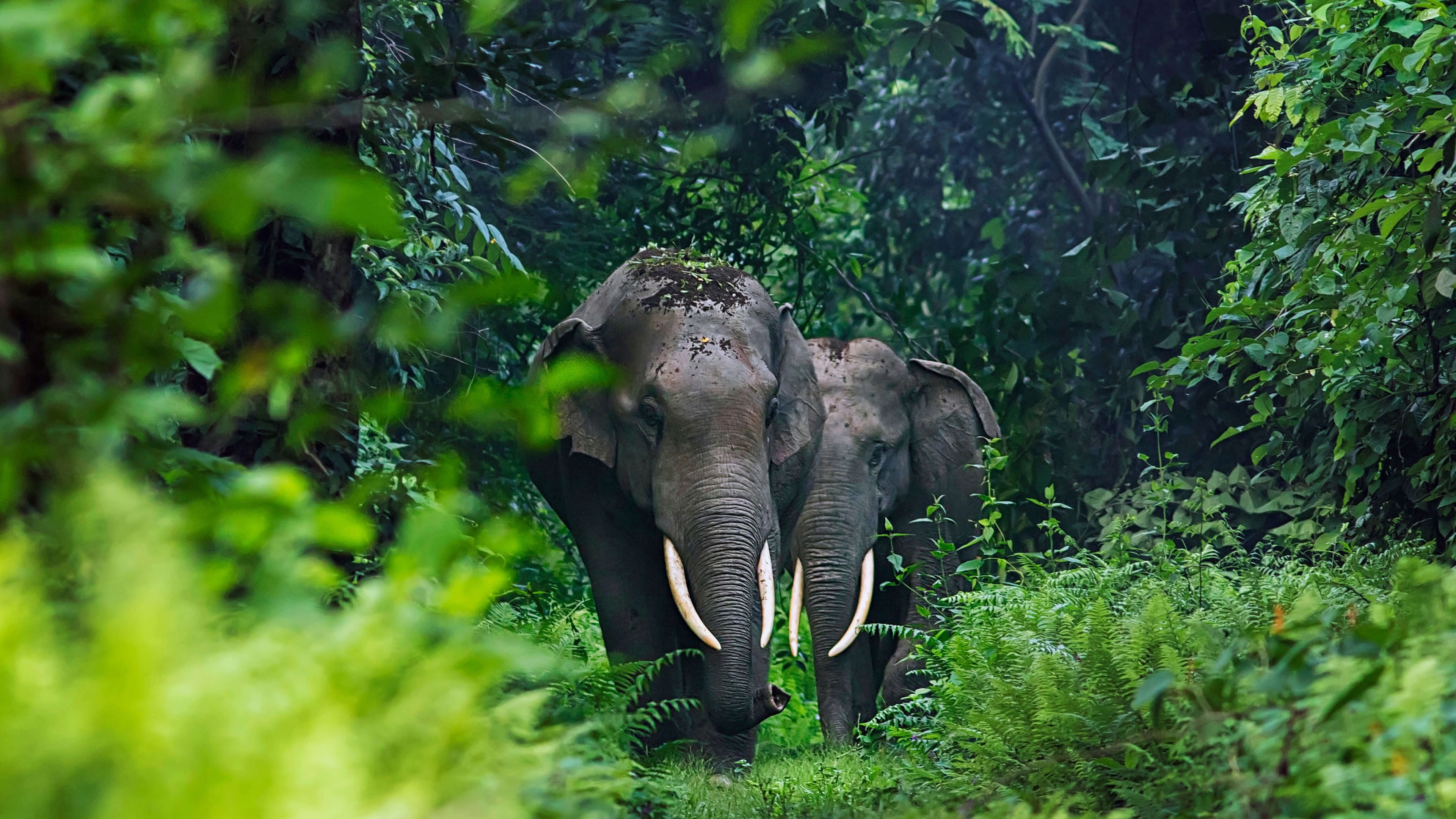 4K elephants in a dense jungle with green leaves HD Wallpaper