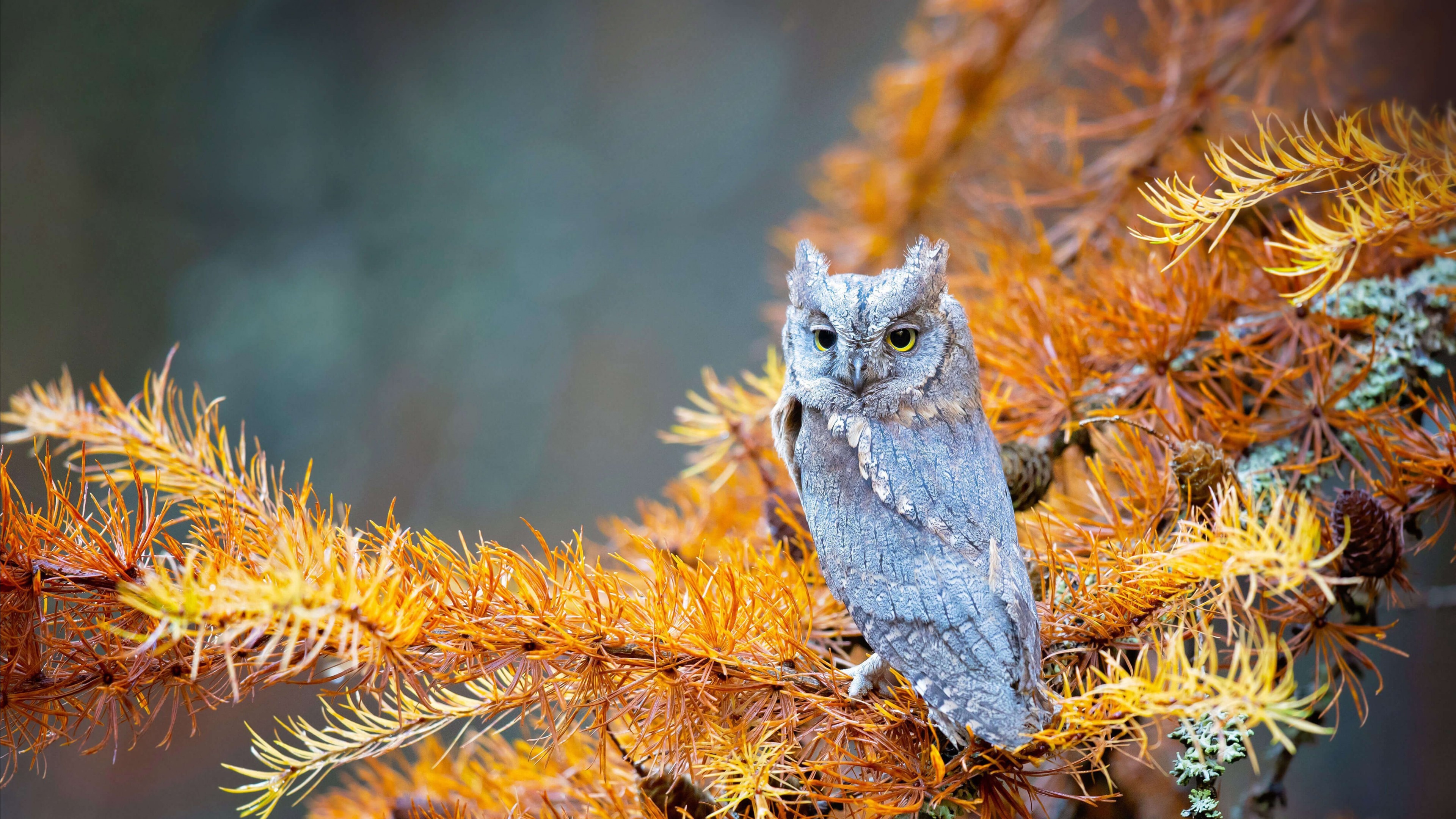 4K owl on a branch with autumn leaves HD Wallpaper