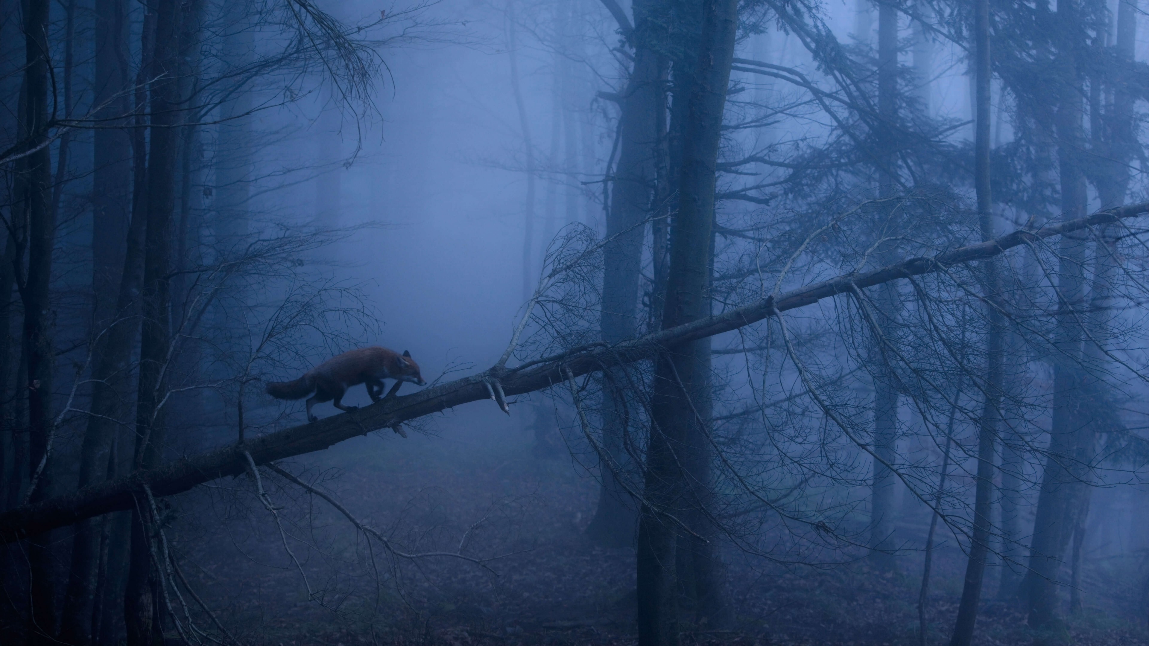 4K Fox walks on a fallen tree in a dark forest HD Wallpaper