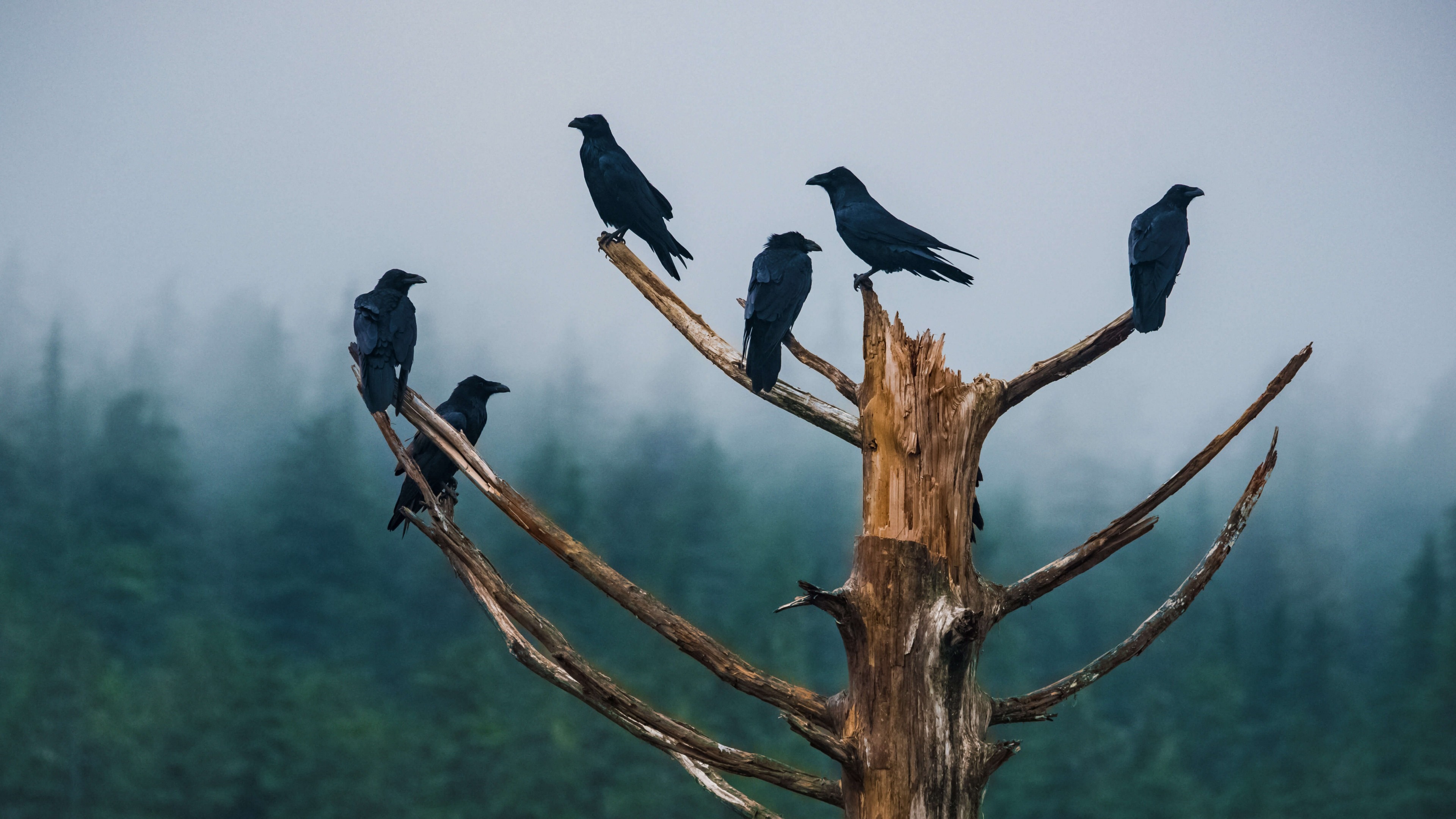 4K Ravens perched on a dead tree in a foggy forest HD Wallpaper