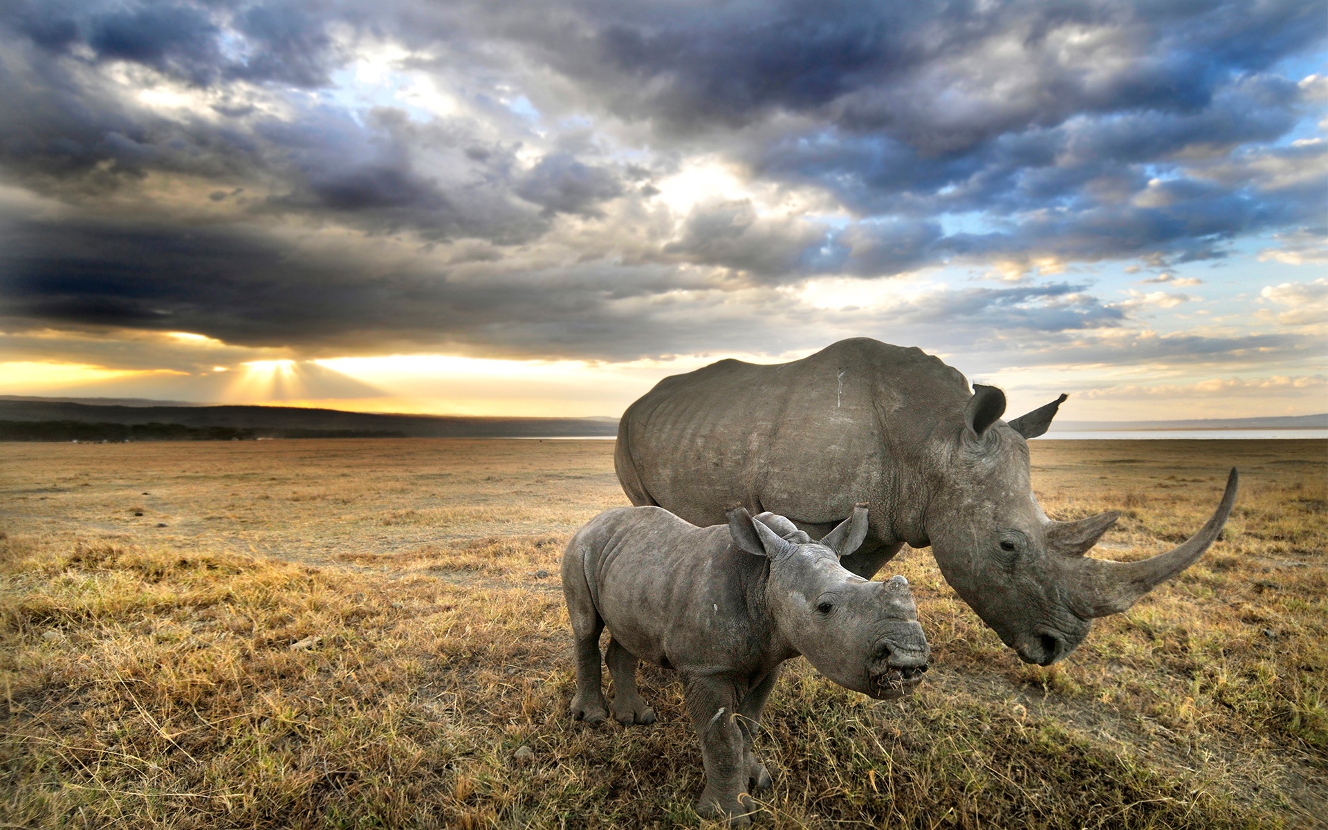 Mother and baby rhino in a grassy field at sunset HD Wallpaper