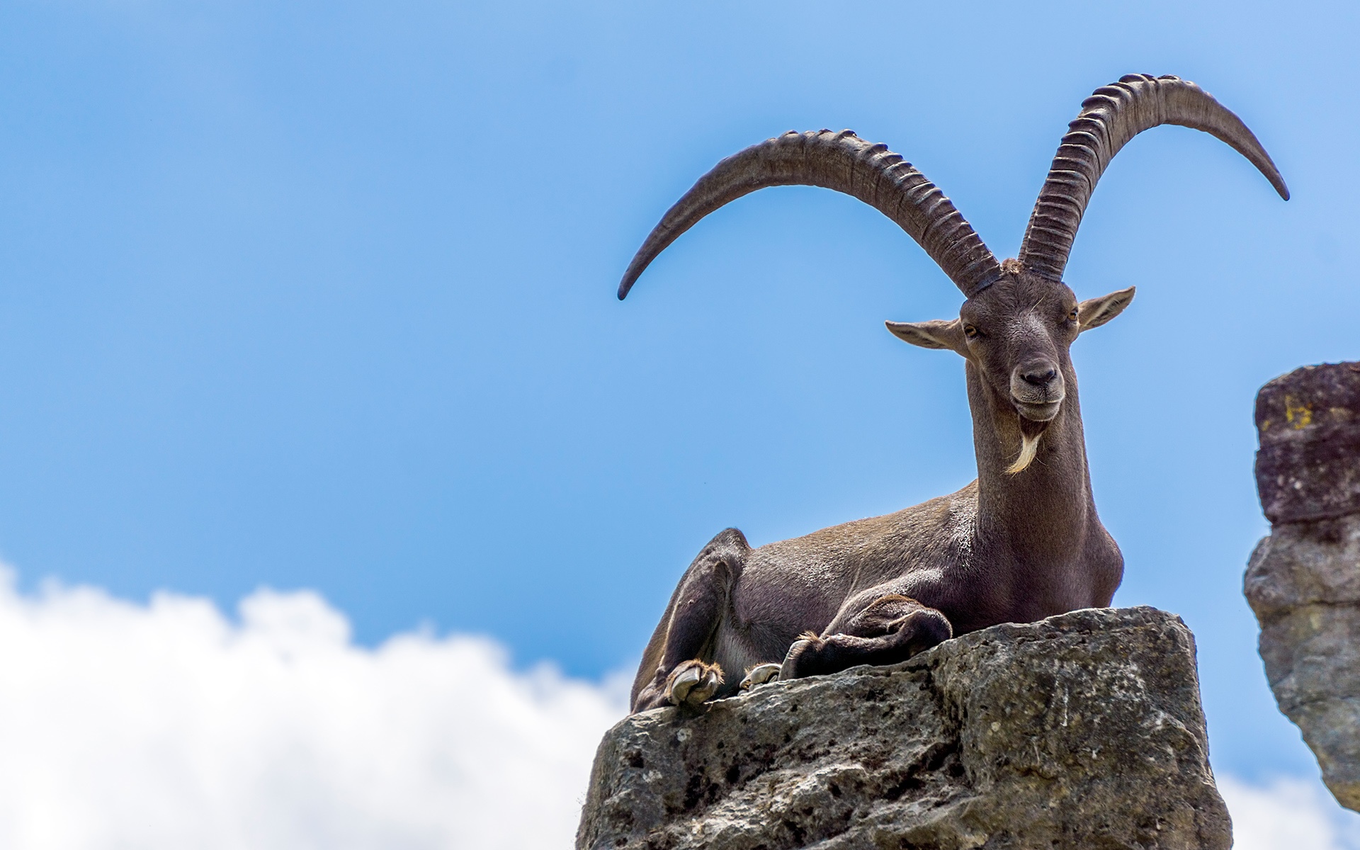 Alpine Ibex with large curved horns resting on rocks HD Wallpaper