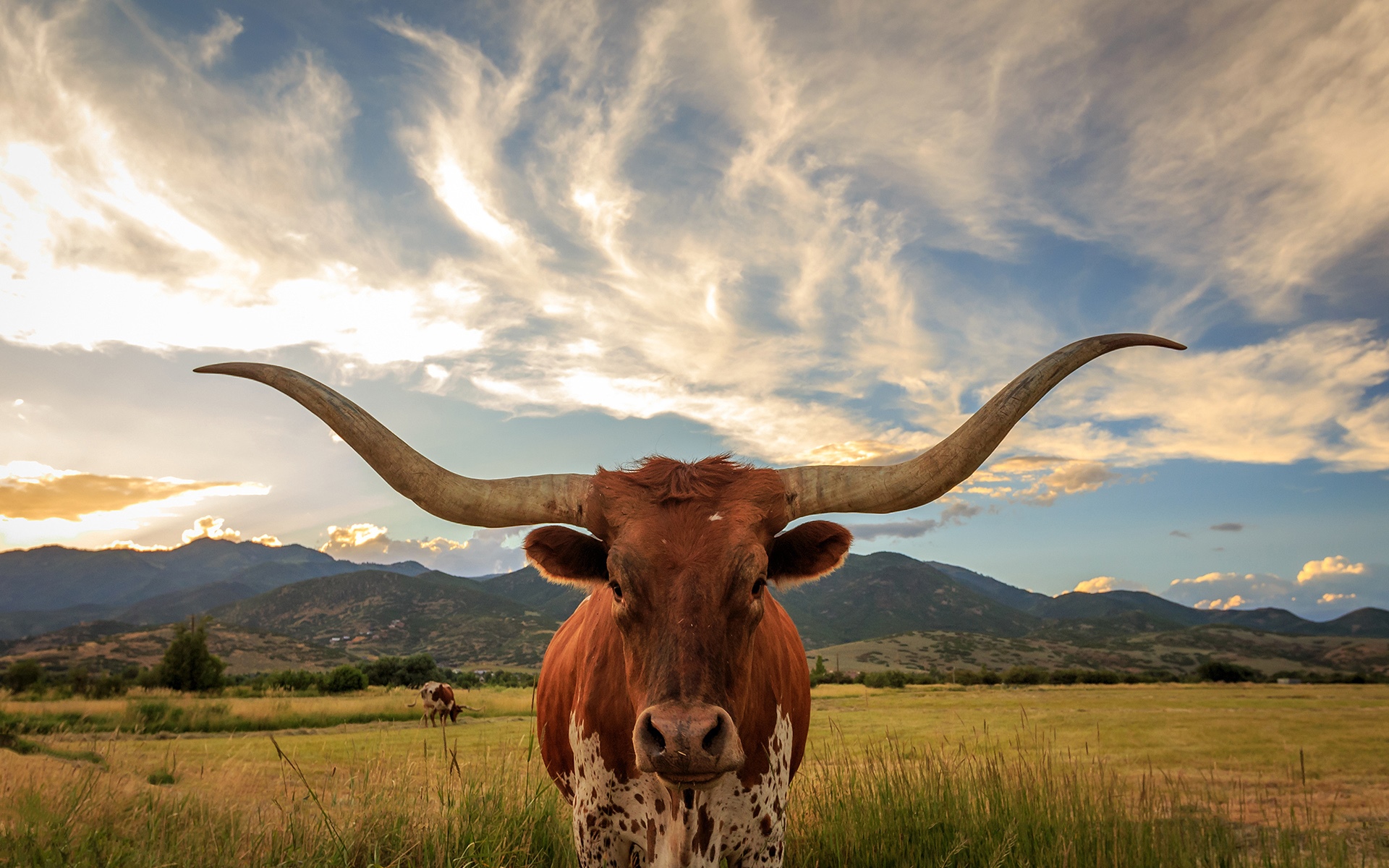 Texas Longhorn Cow in a Field with Mountains HD Wallpaper