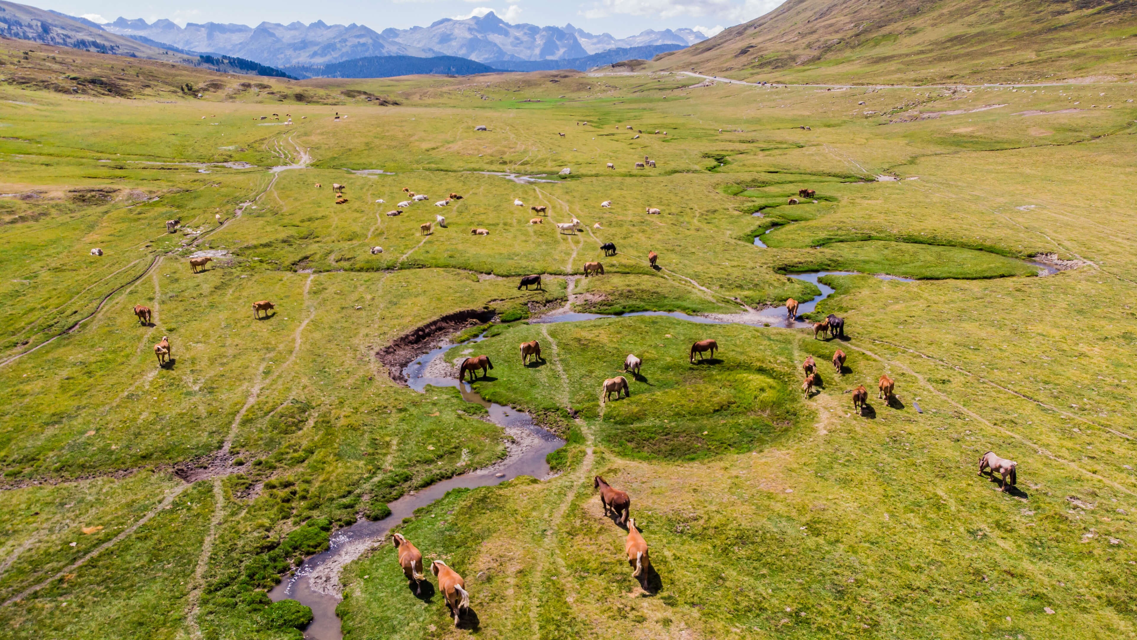 Horses grazing in a mountain valley with a river HD Wallpaper