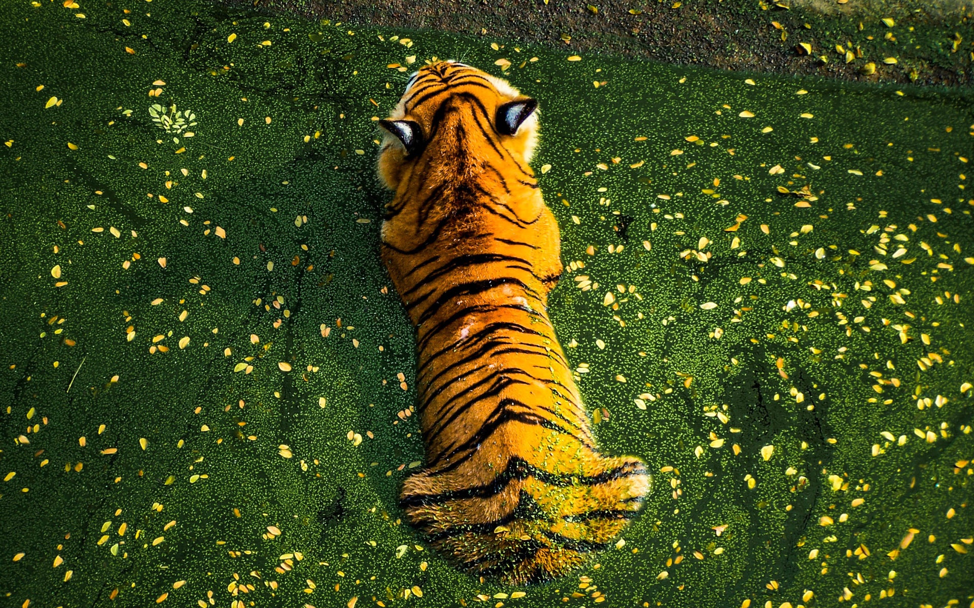 Tiger lying in green water with yellow leaves HD Wallpaper