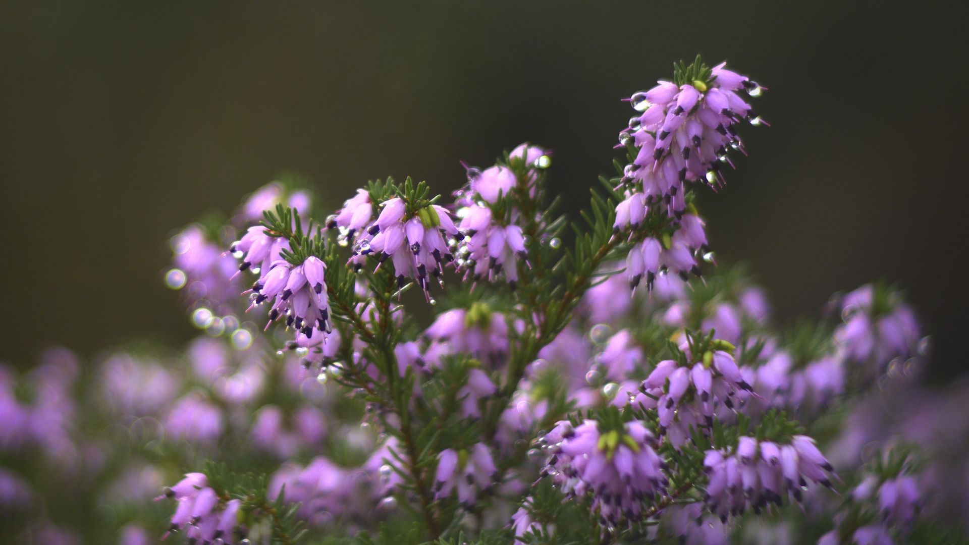 Close-up of purple heather flowers with water droplets HD Wallpaper