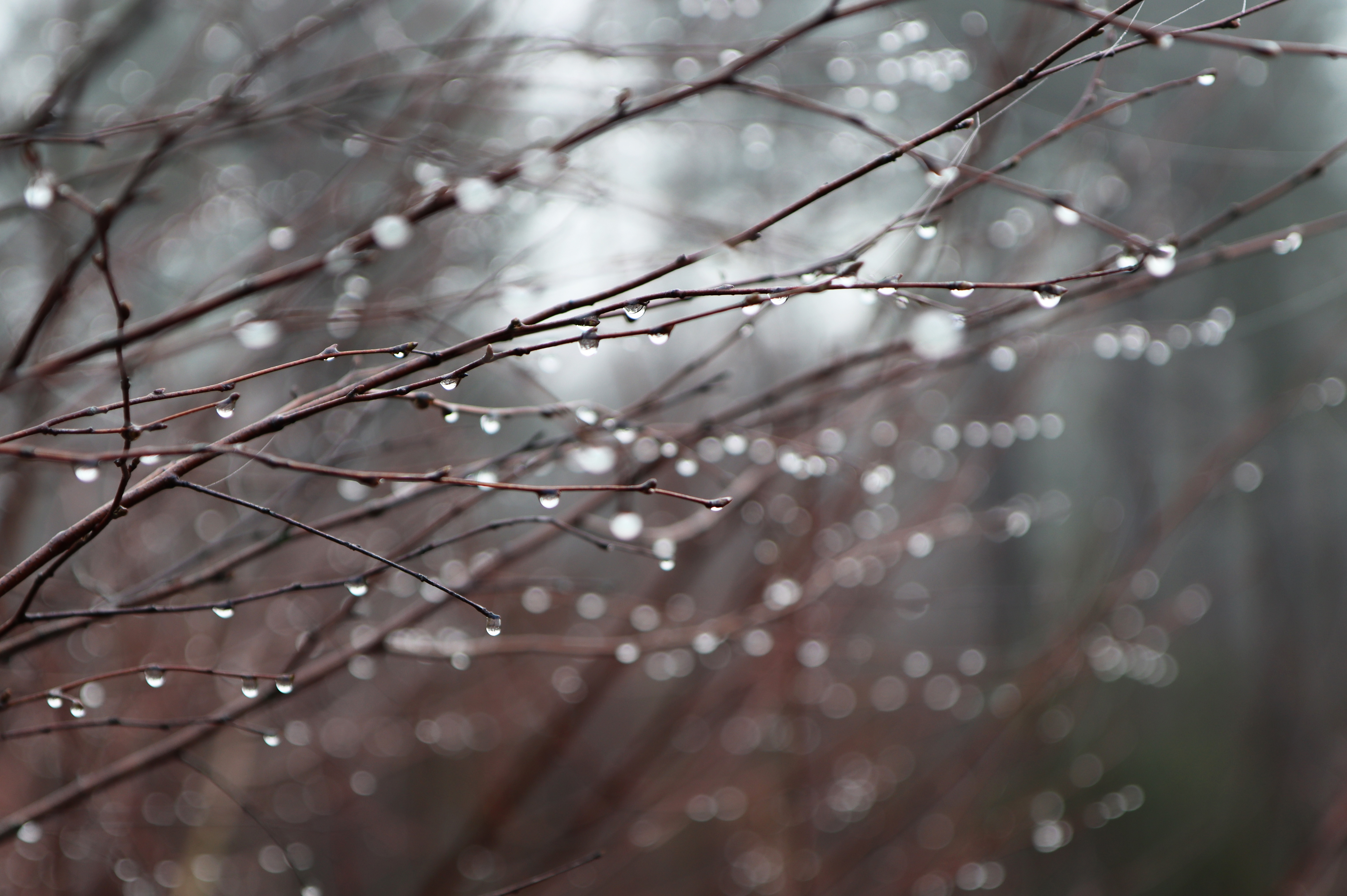 4K water drops on branches in forest HD Wallpaper