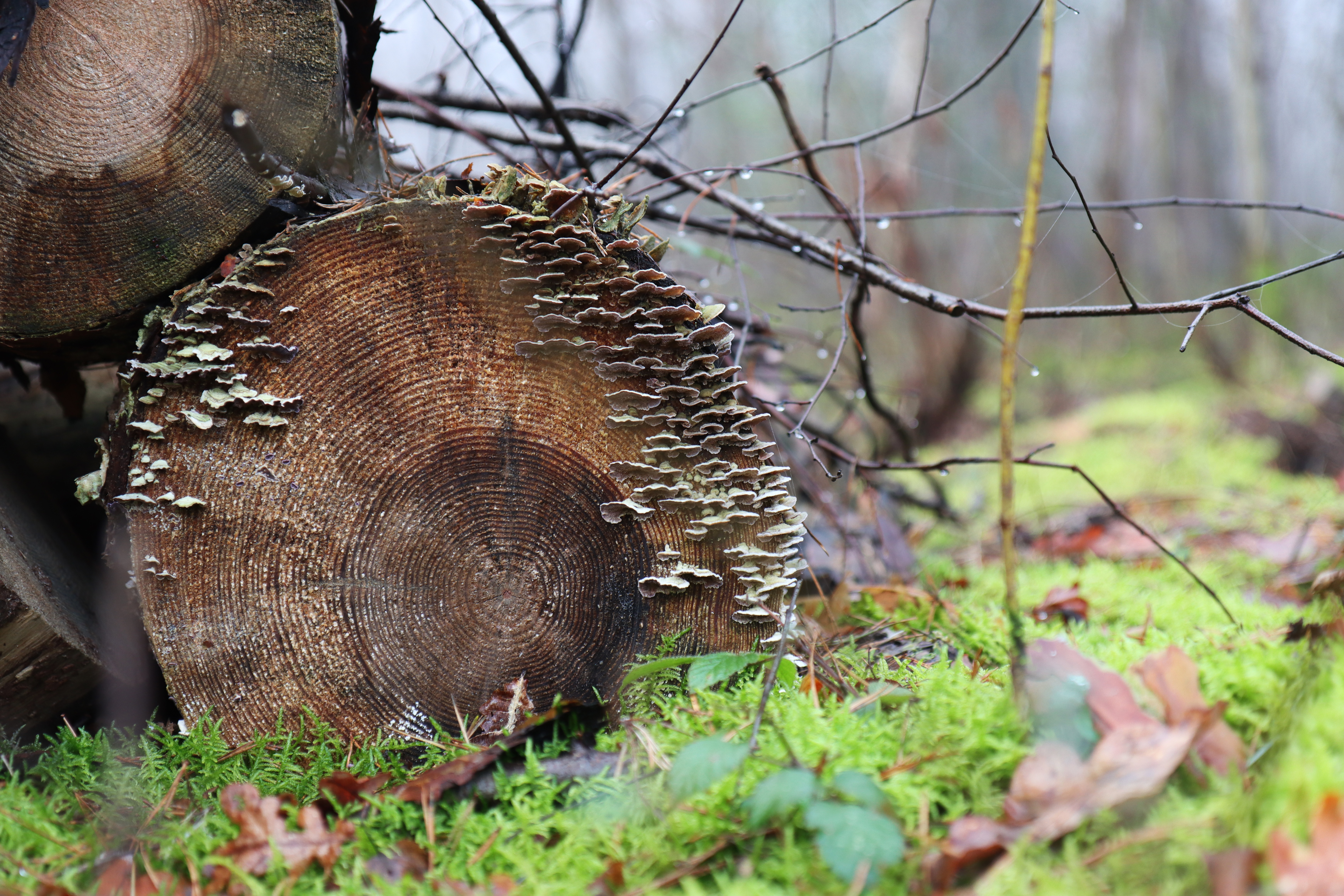 Log with fungus and moss in forest HD Wallpaper