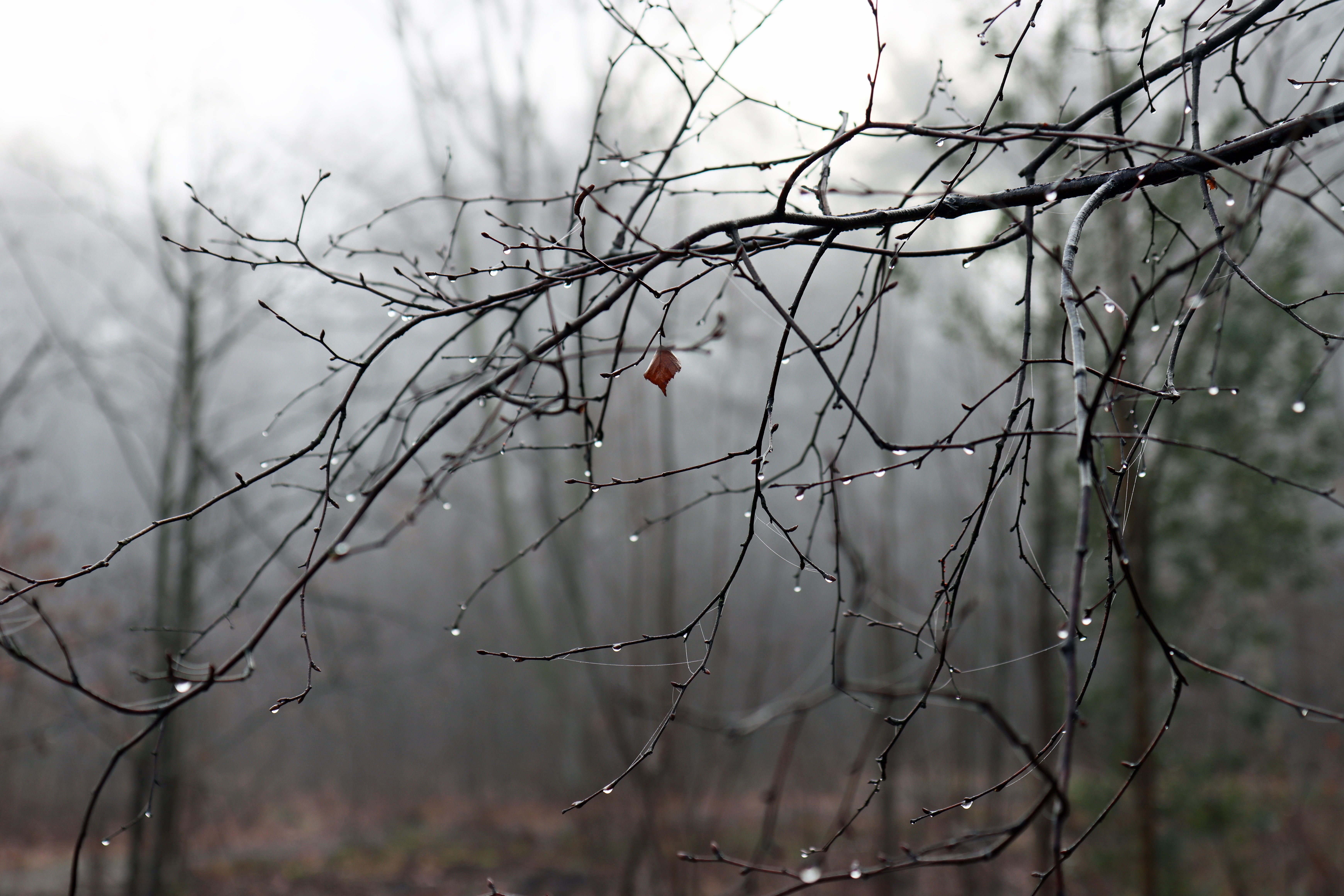 Raindrops on bare branches in a foggy forest HD Wallpaper