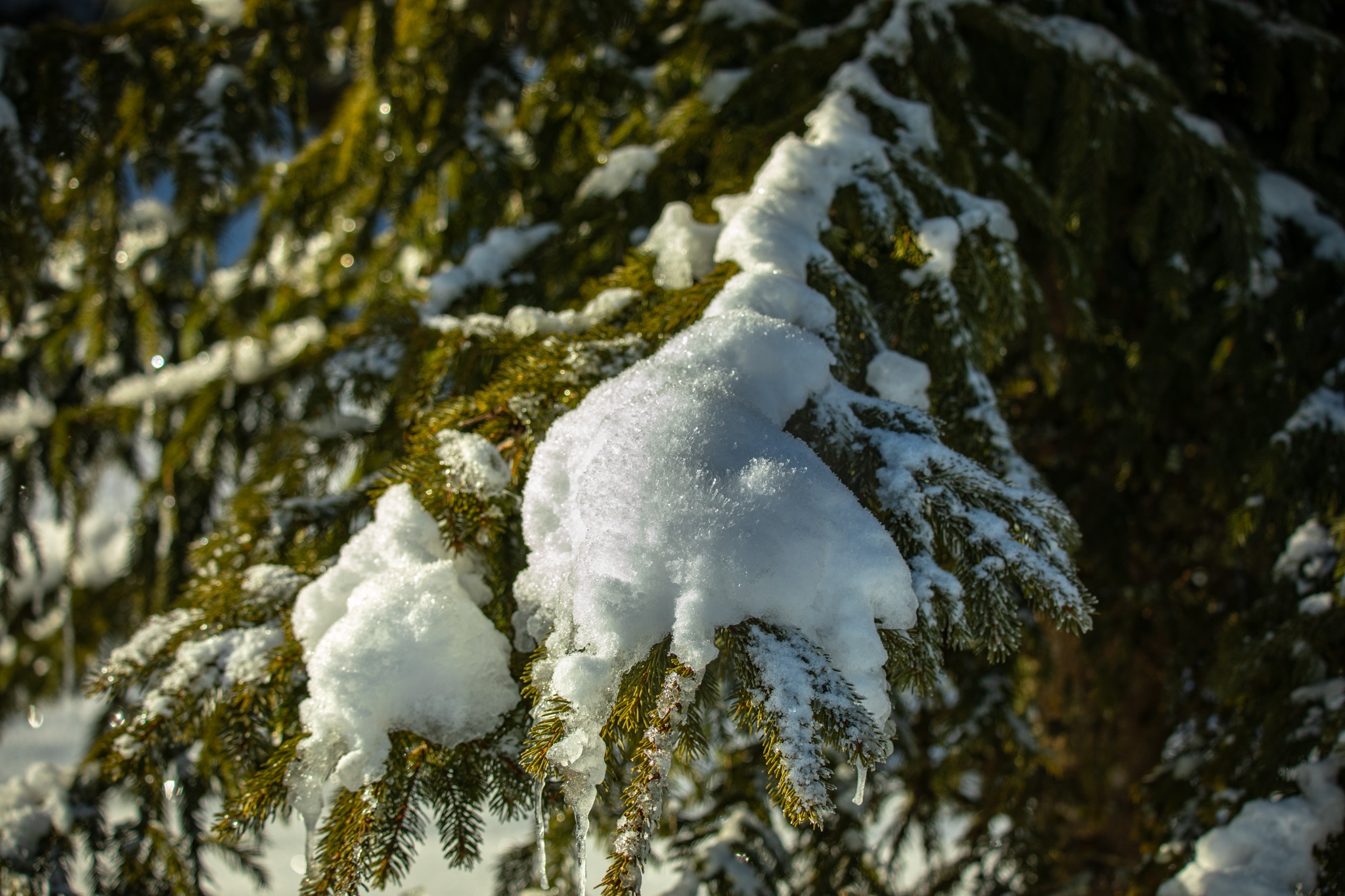Snow-covered pine branches with icicles in sunlight HD Wallpaper