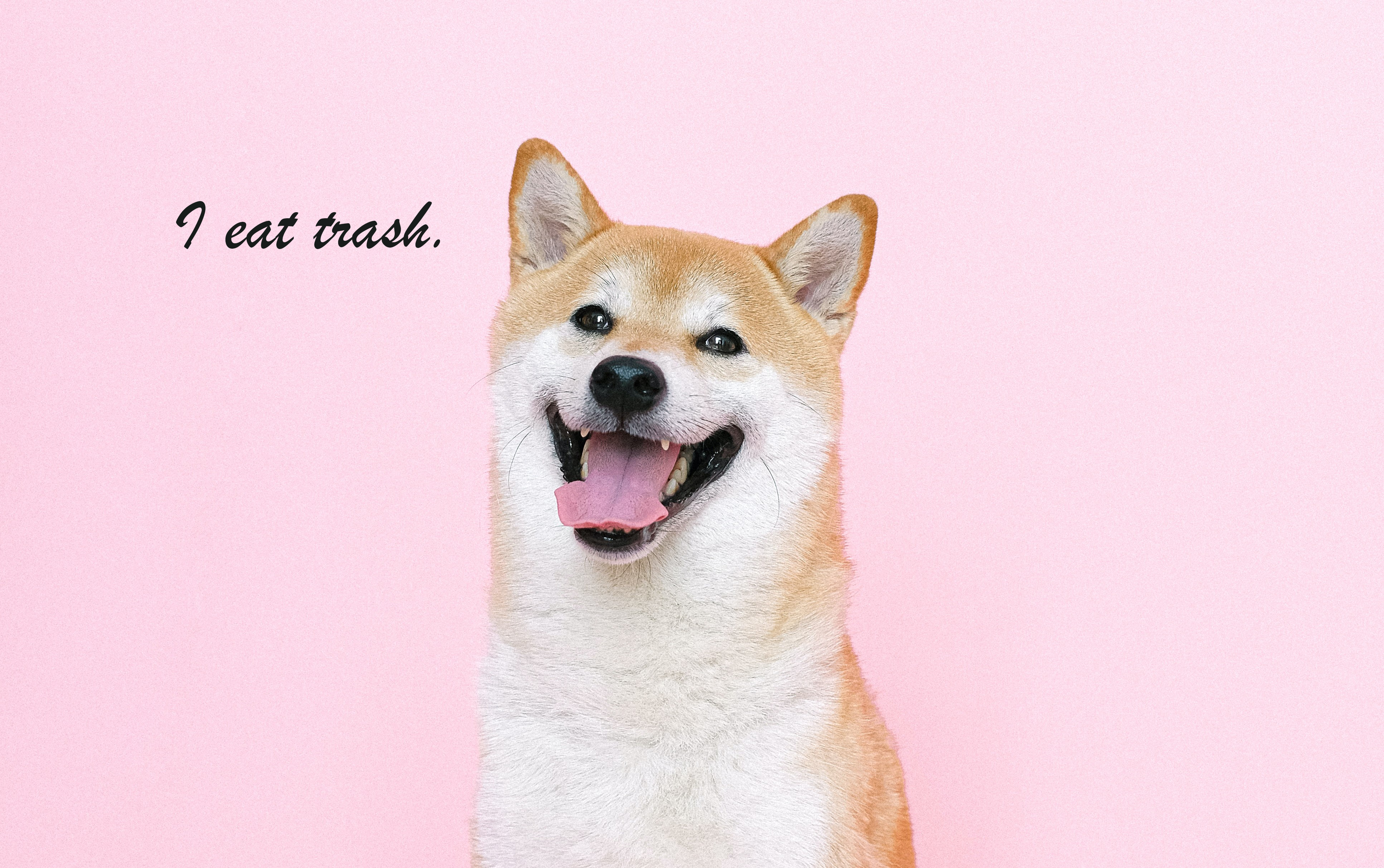 Shiba Inu dog with text "I eat trash." HD Wallpaper