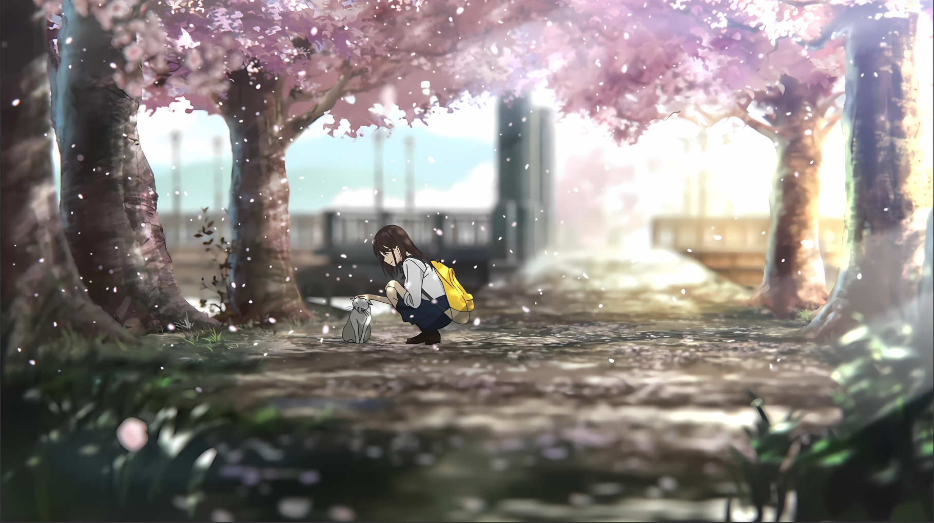 Girl with backpack petting a cat under cherry blossom trees HD Wallpaper