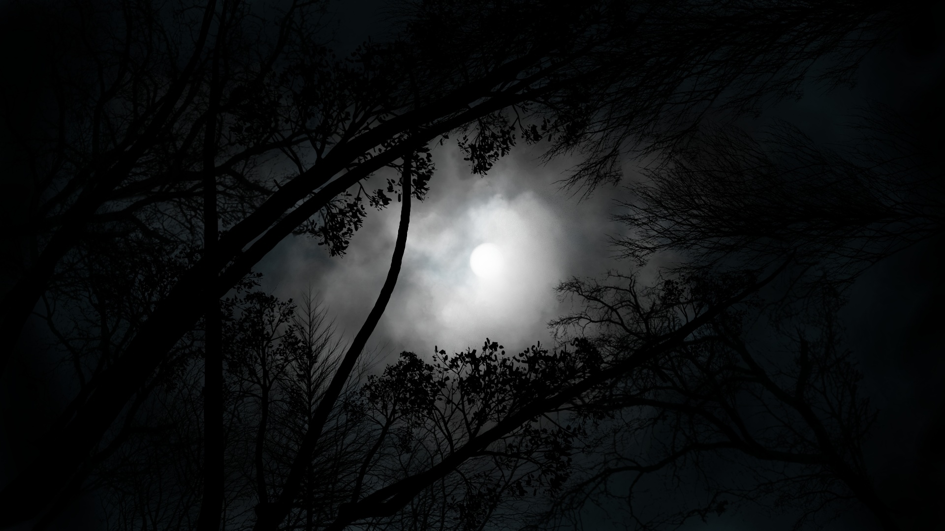 Moonlight through silhouetted trees at night HD Wallpaper