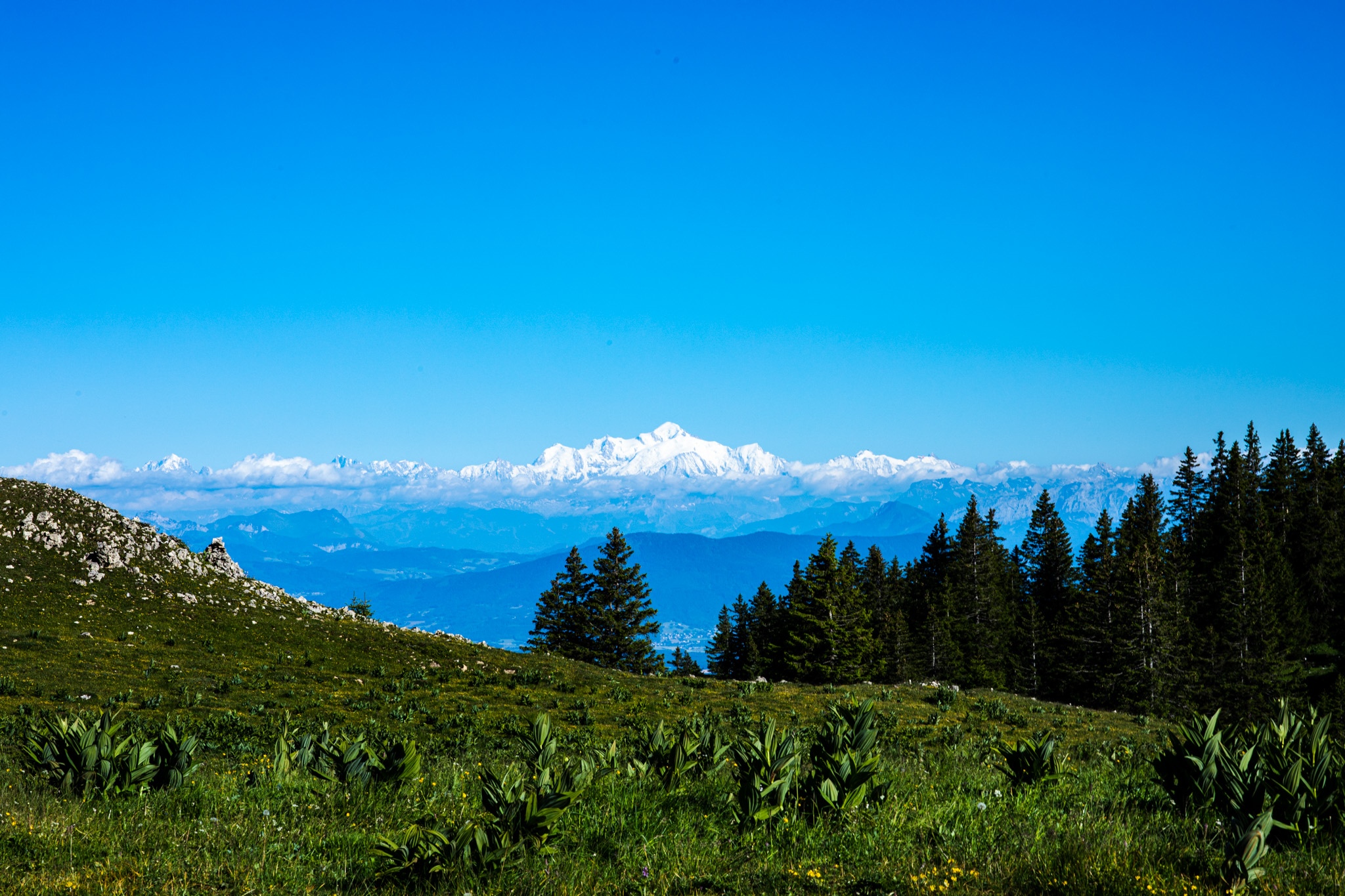Snow-capped mountains seen from a grassy hill with pine trees HD Wallpaper